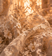 Close-up of daisy flowers and natural elements in warm, golden lighting.