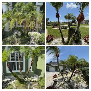 Collage of four images showing different palm trees and landscaped yards with flowers and houses.