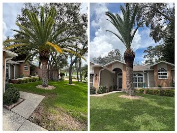 Two side-by-side photos of a mature palm tree in front of a suburban house, with well-maintained lawn and landscaping, under a partly cloudy sky.