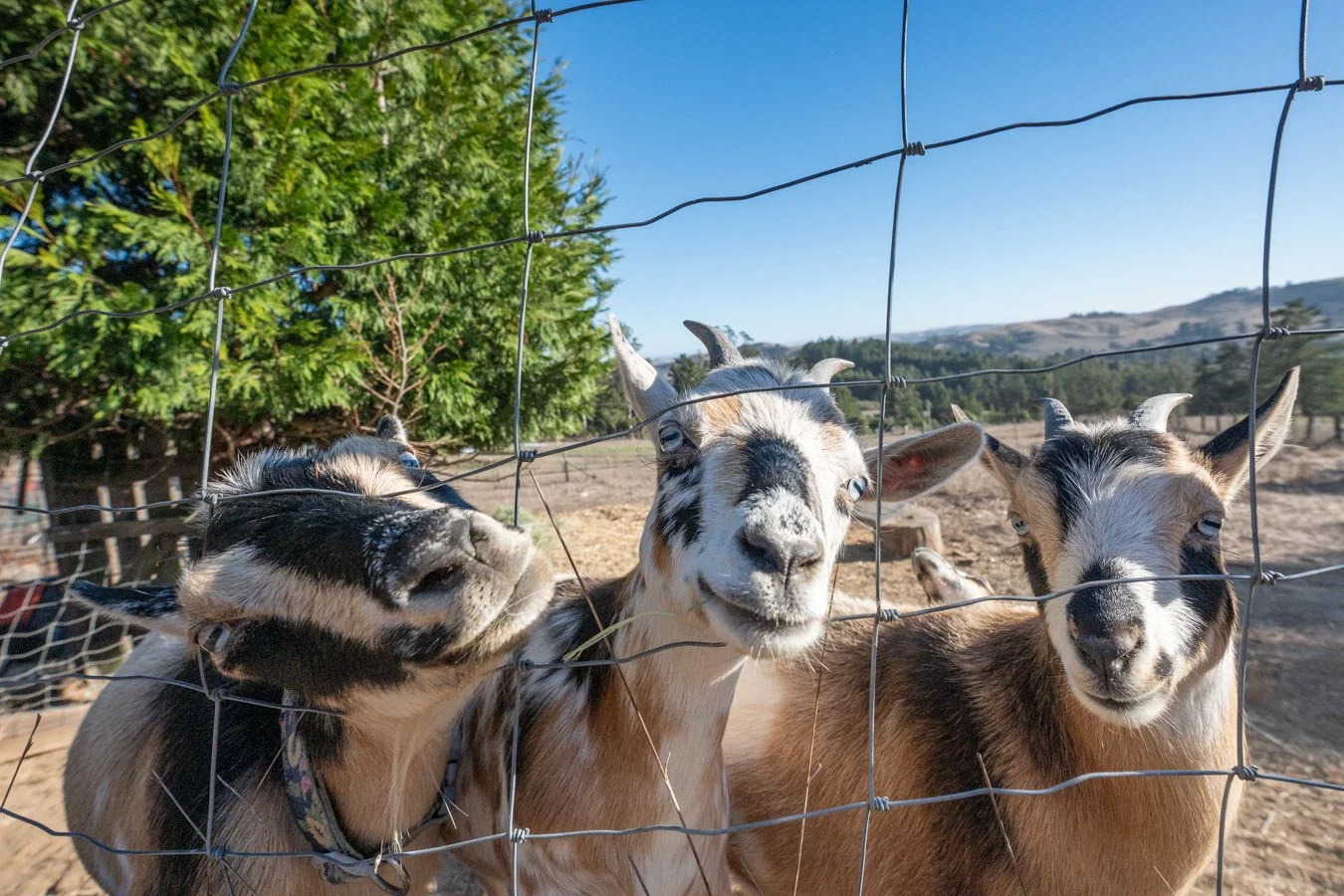 Three goats peering through a wire fence, with trees and a hill in the background.