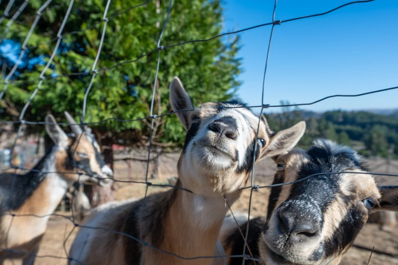 Three goats peering through a wire fence, with green trees and a blue sky in the background.
