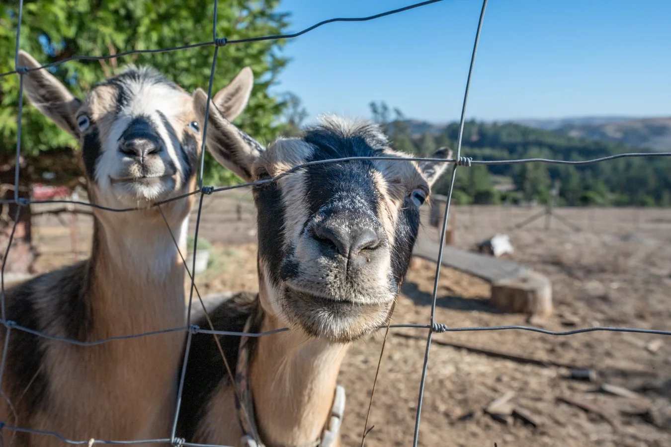 Two goats peering through a wire fence, with a rural landscape in the background and clear blue sky.