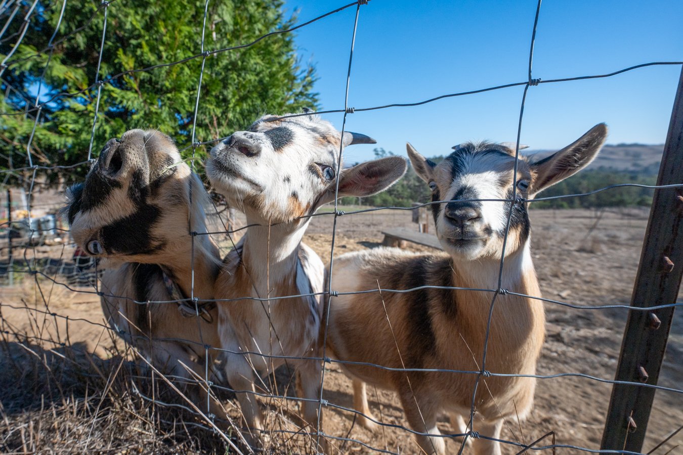 Three goats looking through a wire fence in a farm setting, with clear blue sky and some trees and countryside in the background.
