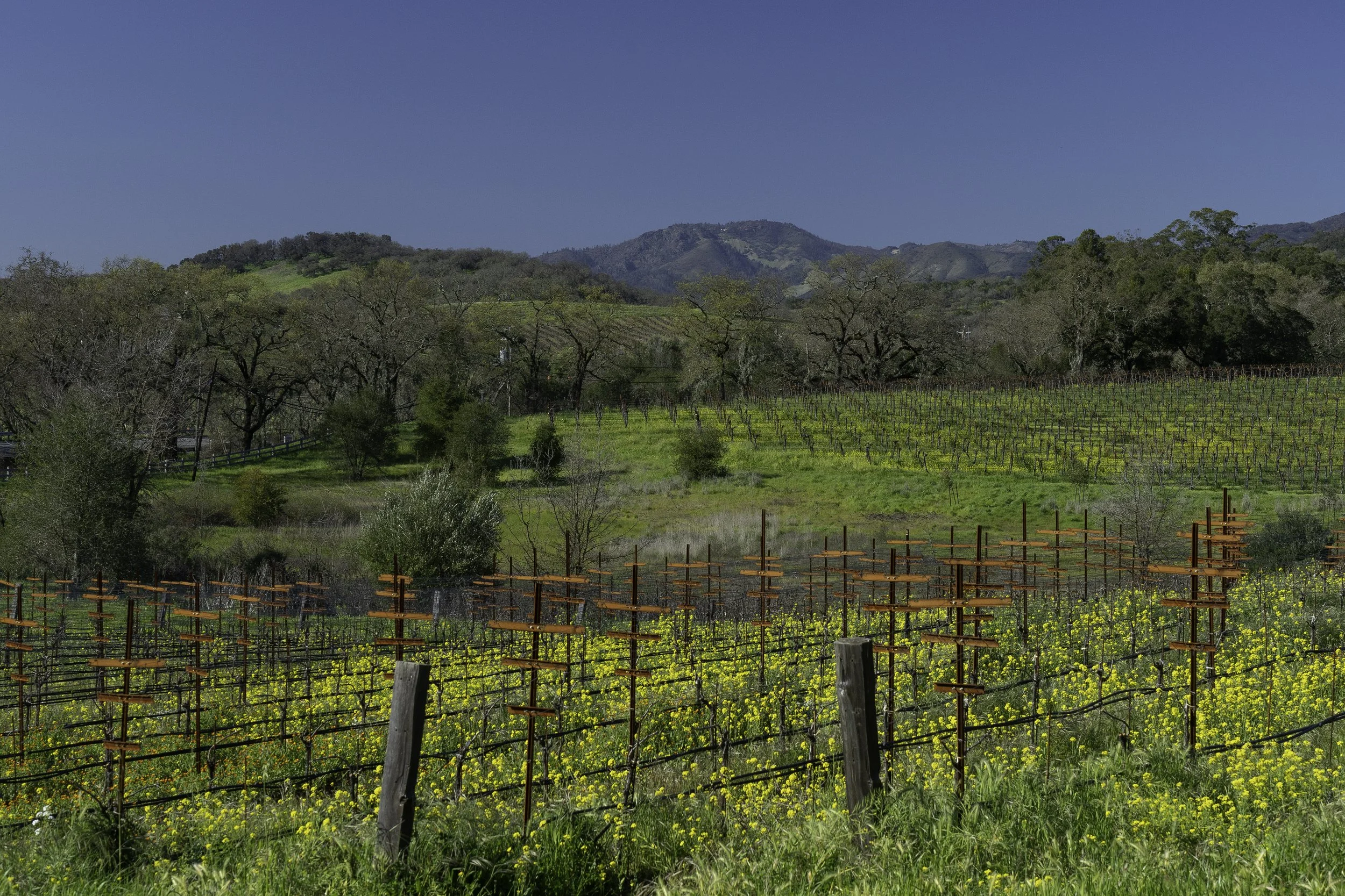 Vineyard with wooden stakes, yellow flowers, and hills in the background under a clear blue sky.