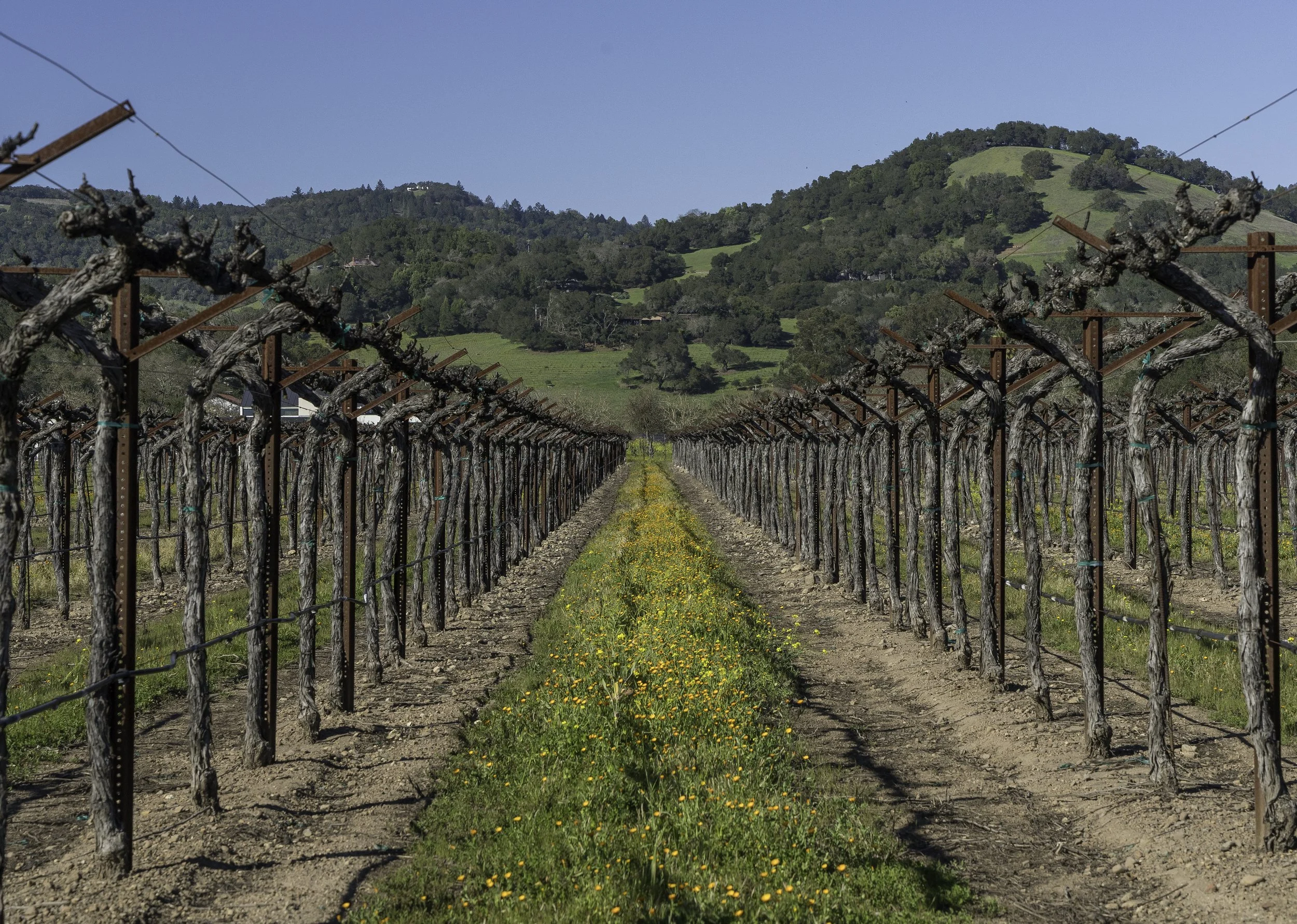 Vineyard with rows of pruned grapevines in the foreground and green rolling hills in the background under a clear blue sky.