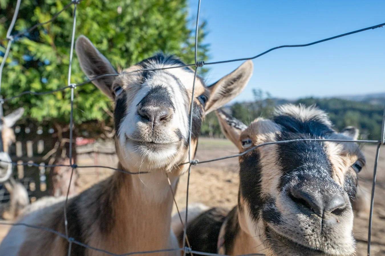 Two goats with black and white fur looking through a wire fence, on a farm with trees and blue sky in the background.