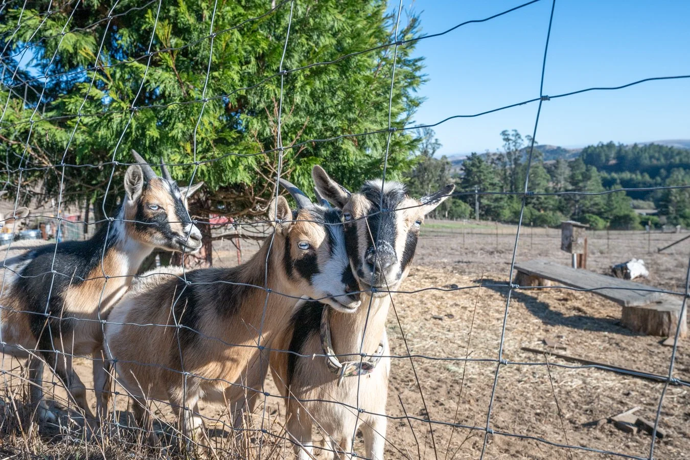 Three goats standing behind a wire fence on a farm, with trees and hills in the background.