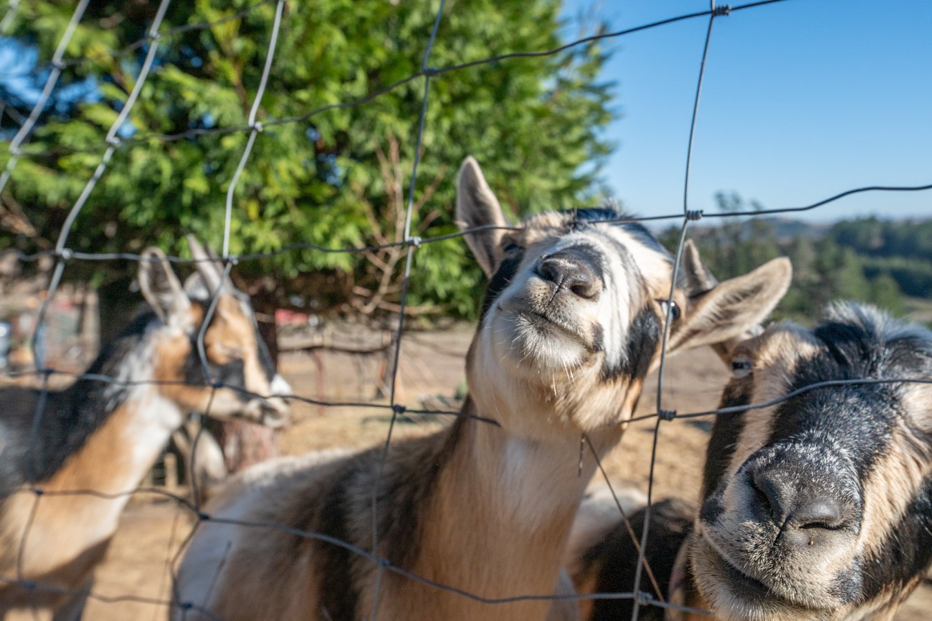 Three young goats pressed against a wire fence, with one looking directly at the camera and the others in the background, outdoors with green trees and blue sky.