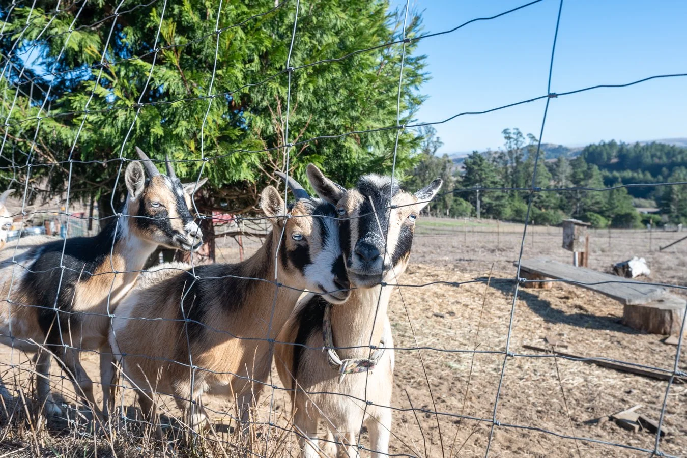 Three goats standing behind a wire fence, with a green tree and open field in the background.