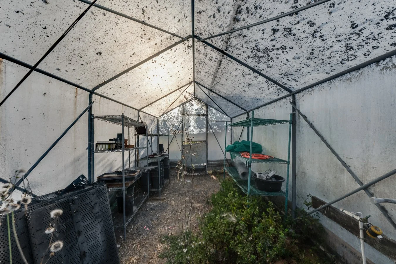 Interior view of a greenhouse with metal shelving units and various gardening supplies, including containers, hoses, and plants, with sunlight coming through the roof.