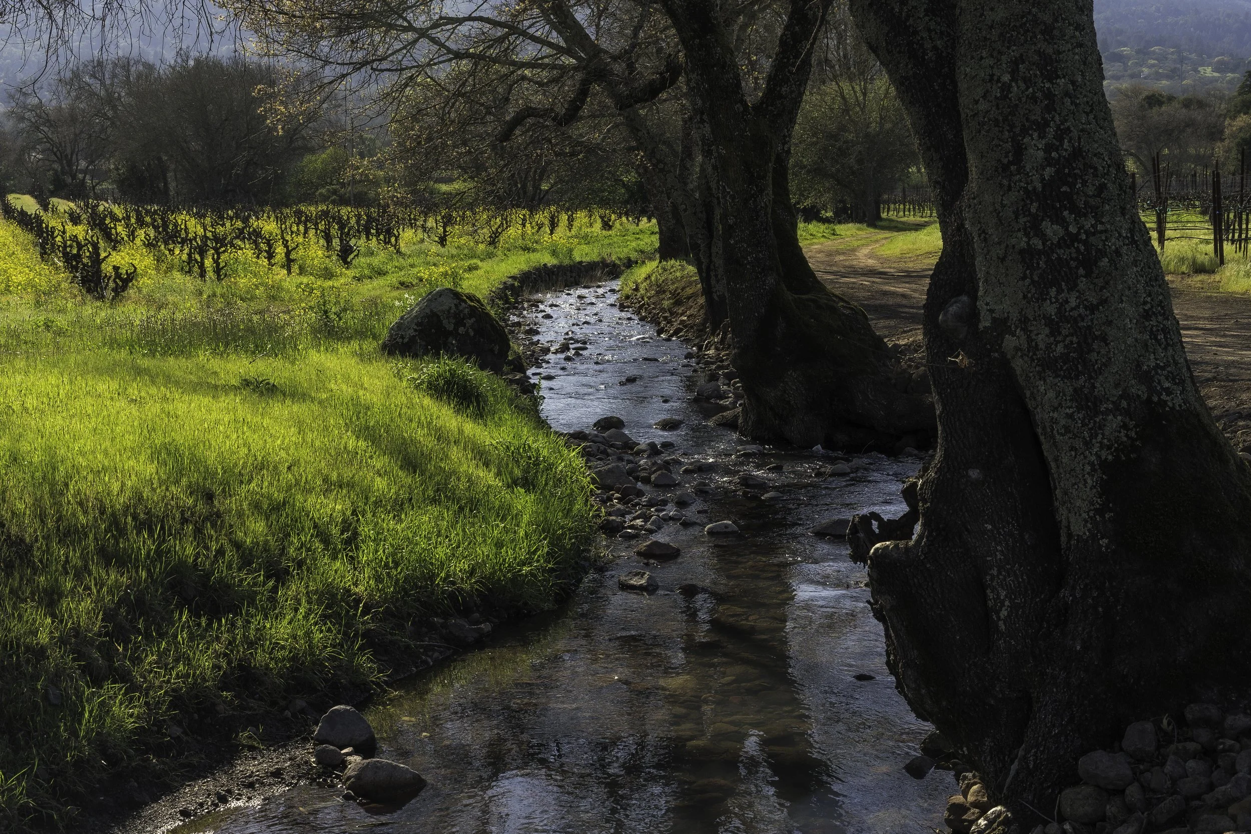 A peaceful scene with a small, flowing creek bordered by grassy banks and tall, mature trees. A dirt path runs alongside the creek, with vineyard rows visible in the background, and distant mountains under a partly cloudy sky.