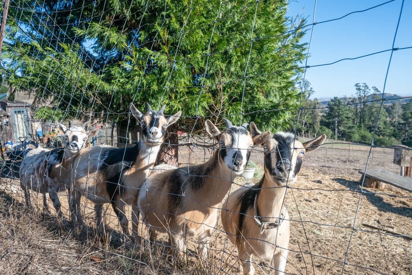 Four goats standing behind a wire fence on a farm, with a large green tree and a clear blue sky in the background.