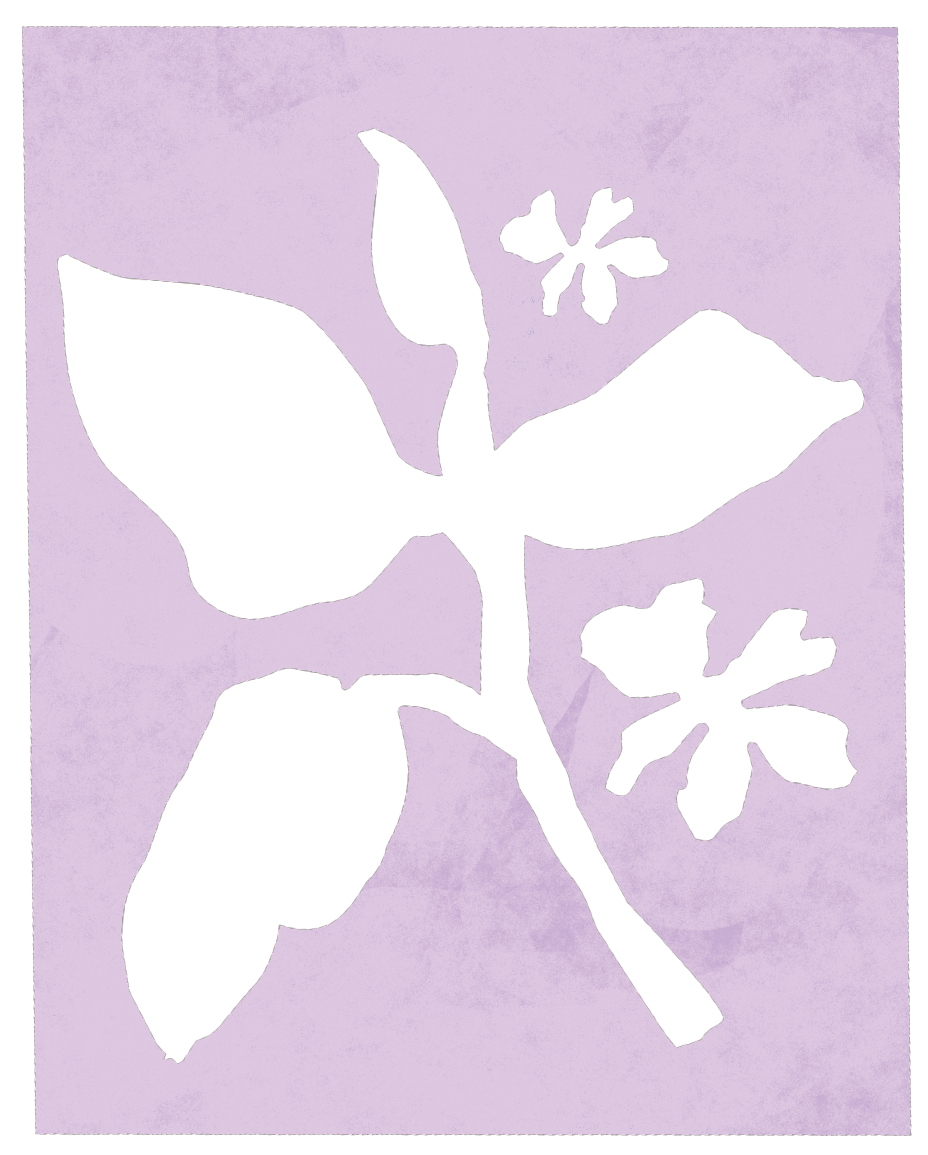 Jasmine Sparkling Tea