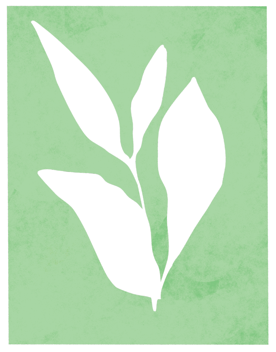 Sencha Sparkling Tea