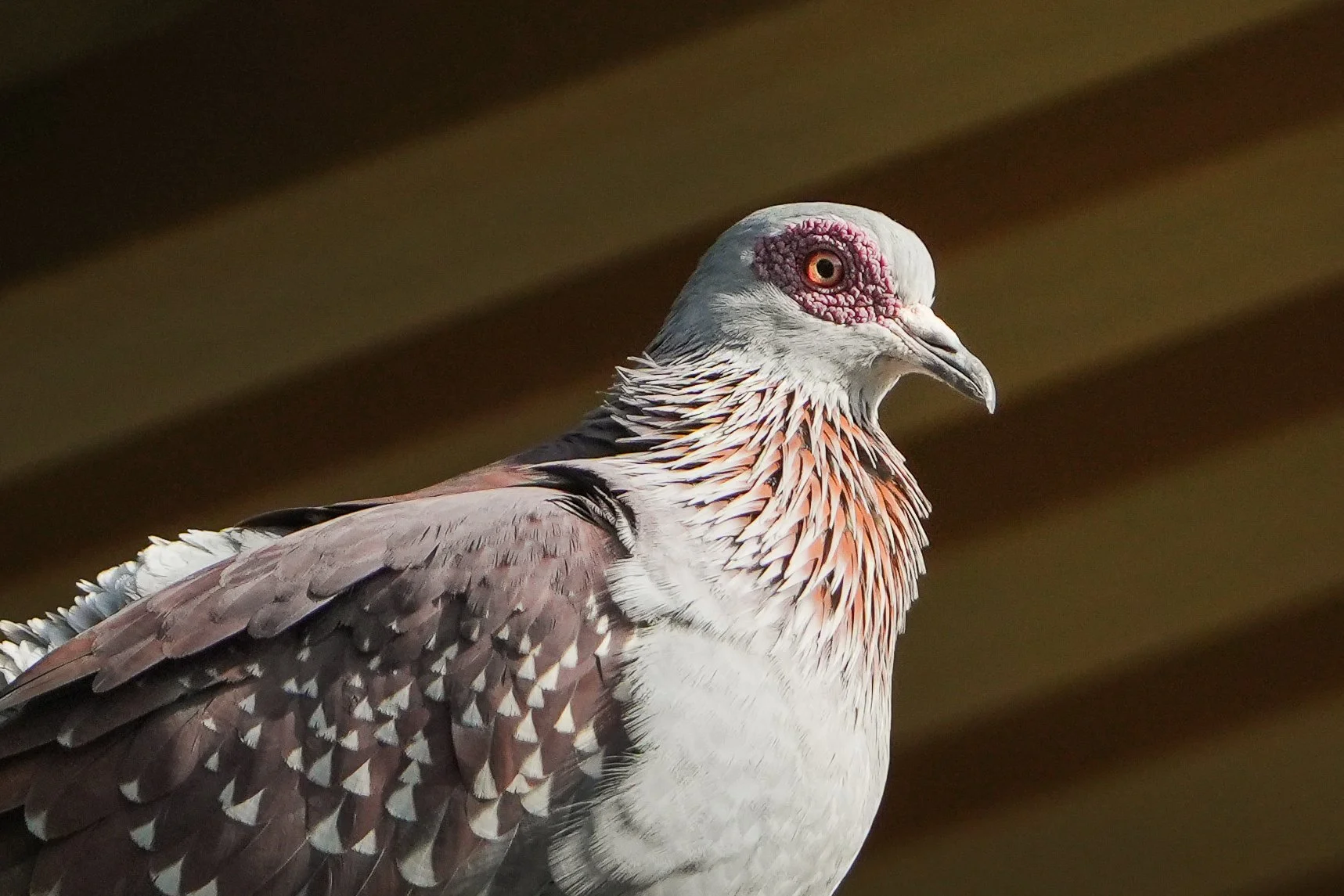 Close-up of a pigeon with a pink ringed eye, white head, and brown and gray feathered body against a dark background.