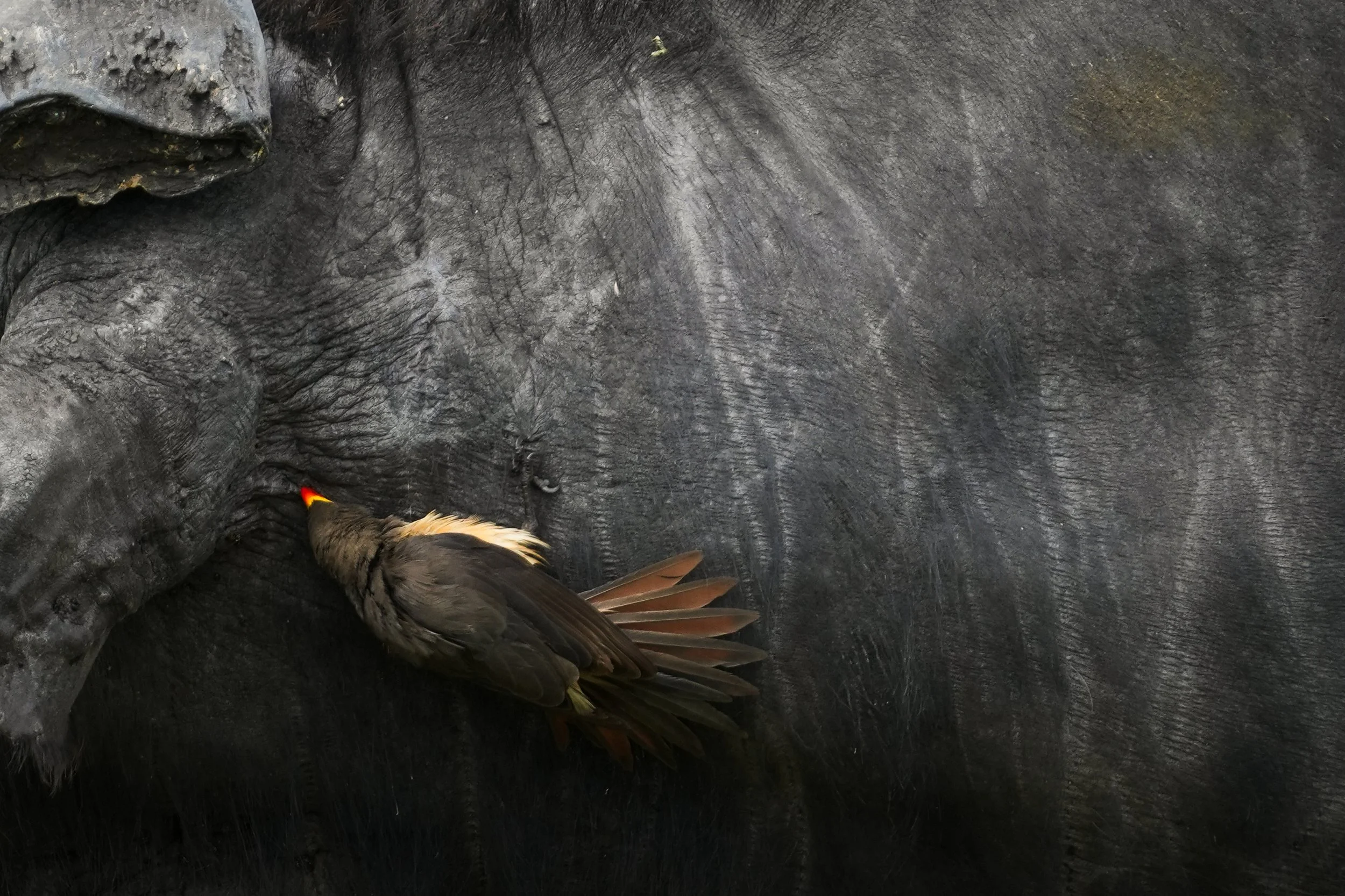 Close up of the side of a buffalo, its skin is rough and scarred.  An oxpecker is picking bugs from behind its ear.