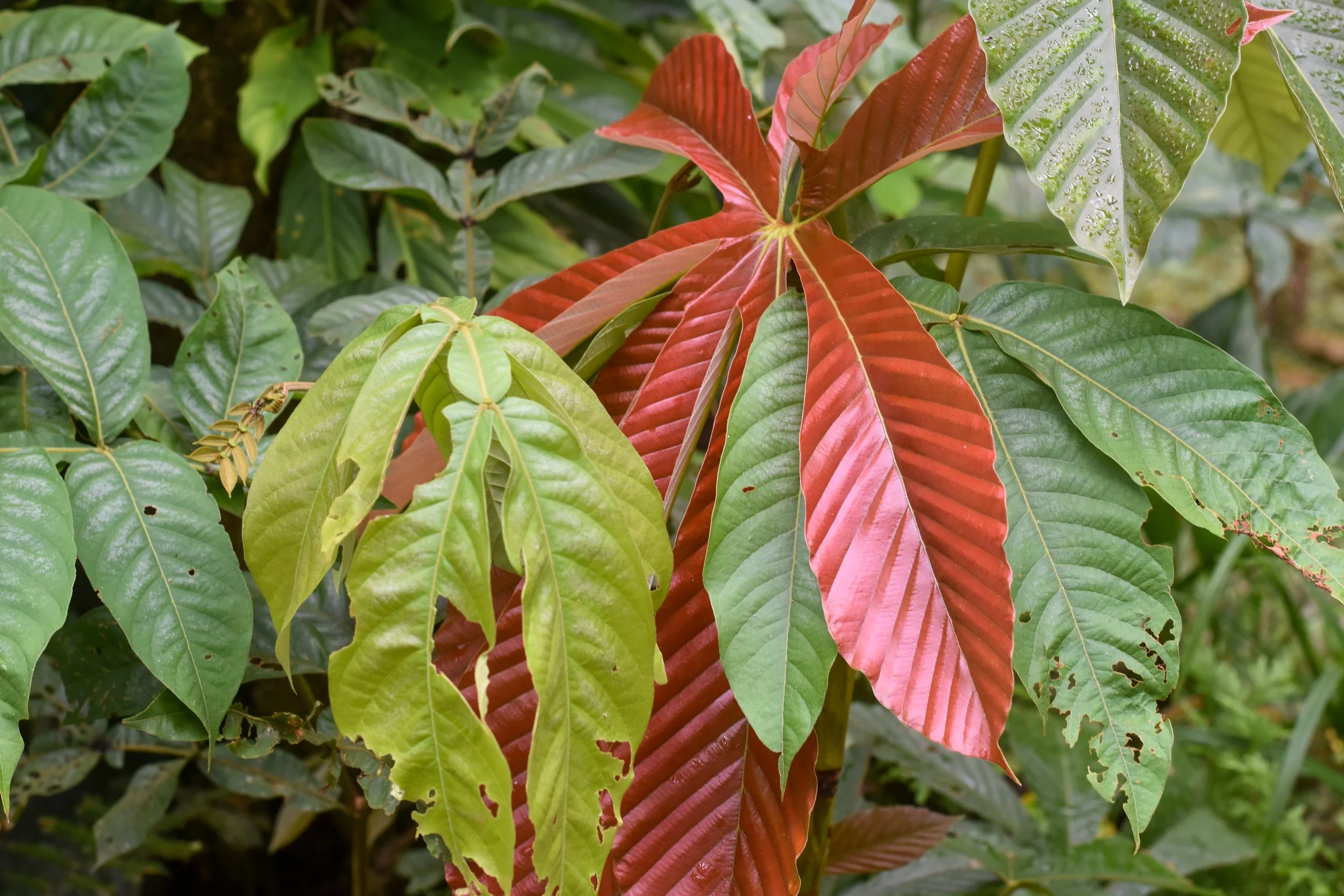 A variety of jungle leaves, some are light green, red, and dark green.