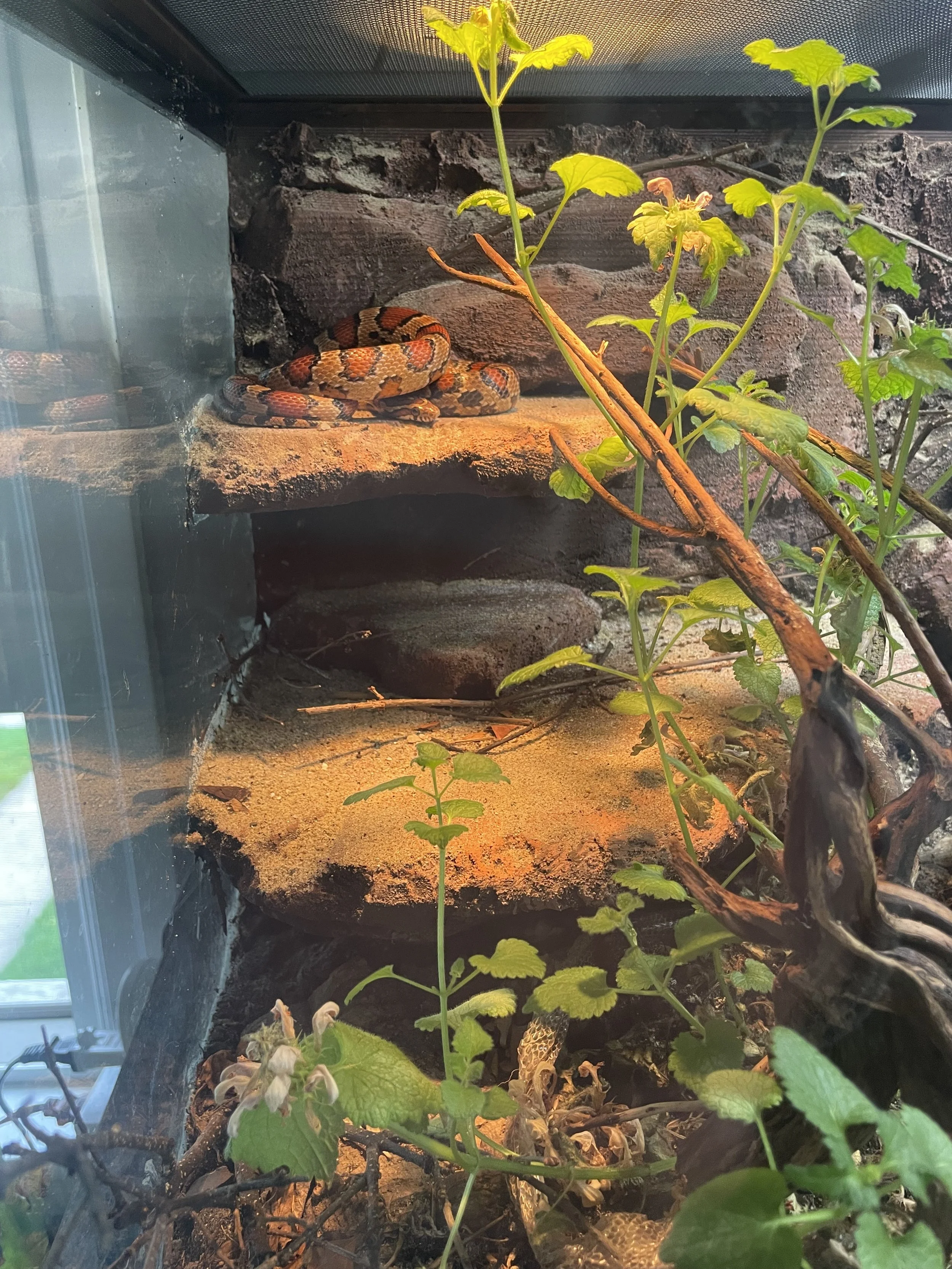 A corn snake with orange and black markings is coiled on a rock inside a terrarium with leafy green plants and branches, against a background of rocks and sand.