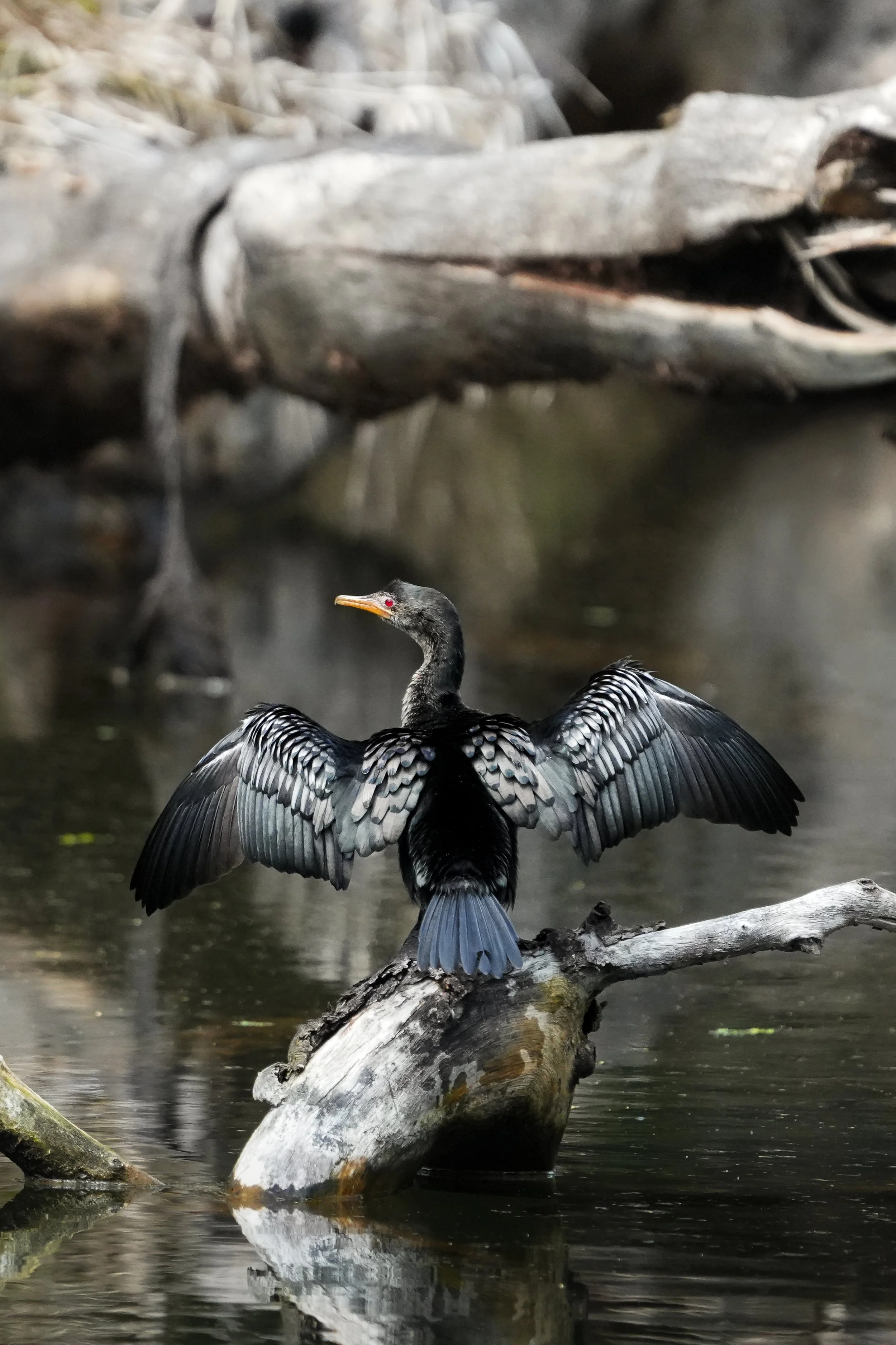 A cormorant perched on a fallen log with its wings spread out at a spring in Tsavo National Park