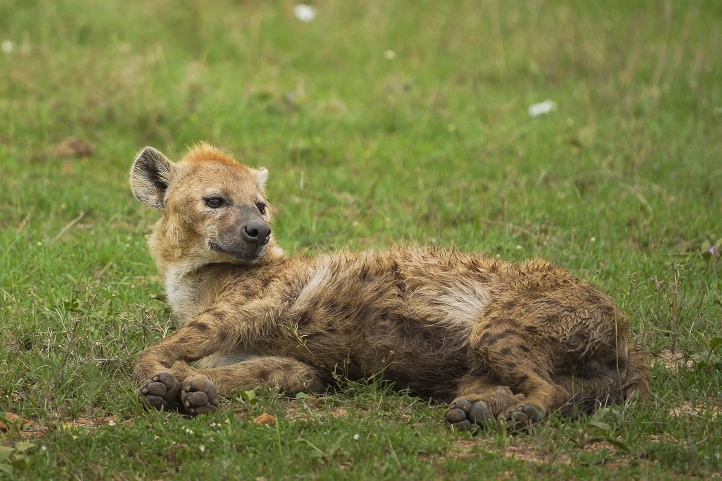 A hyena lying on grass with one eye slightly closed, relaxed in a grassy area.