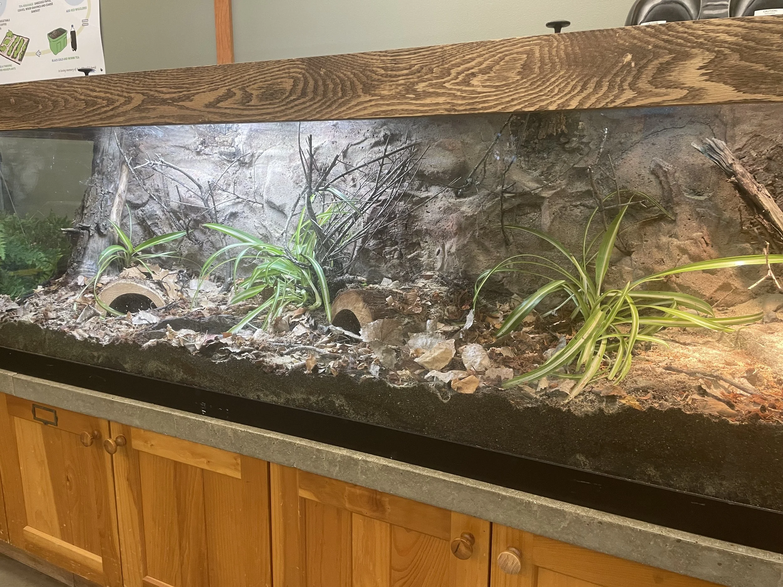 Finished terrarium with lights, live plants, rocks, logs, and a naturalistic background.