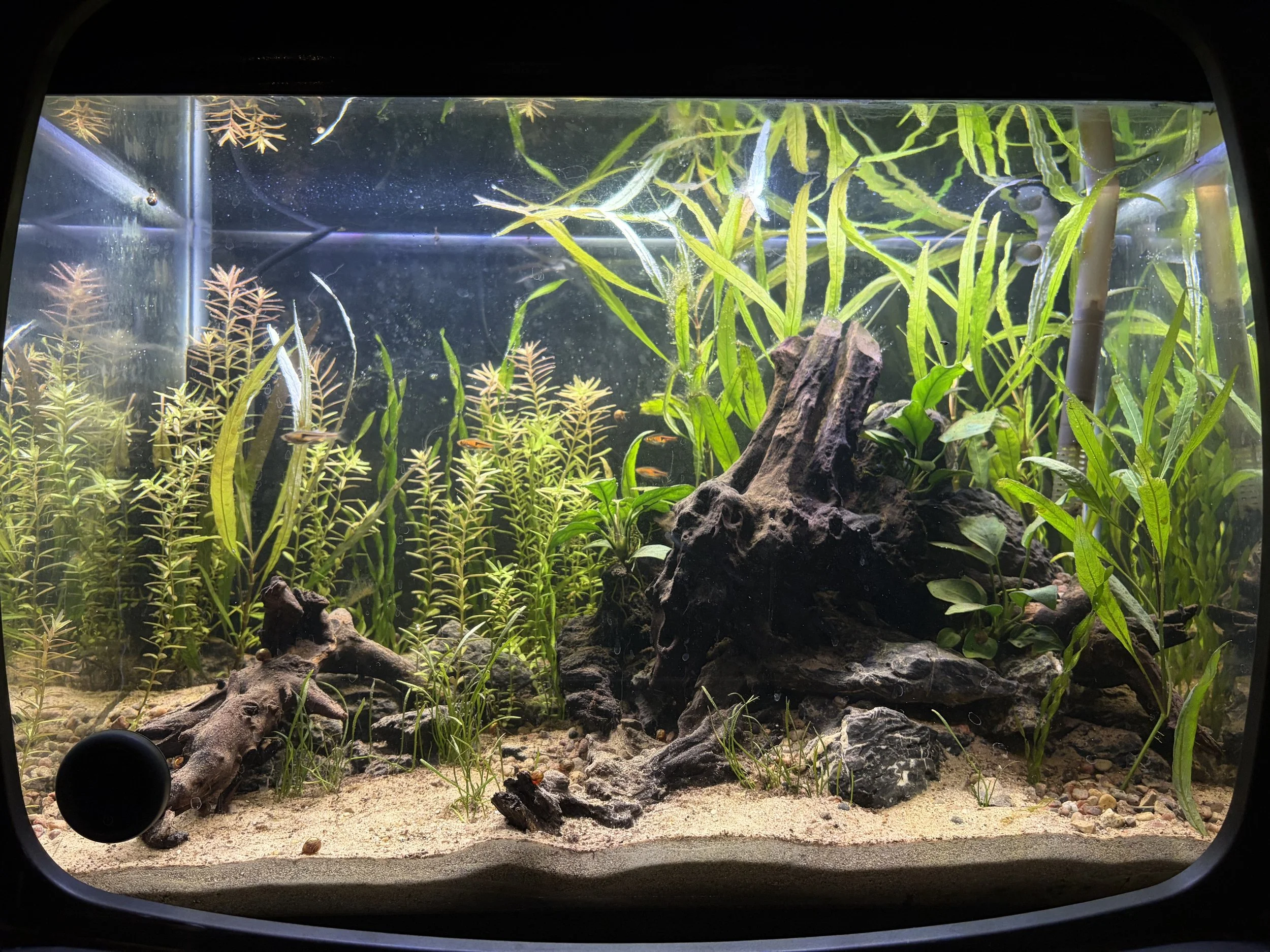 A 20-gallon aquarium filled with water, aquatic plants, rocks, and sand substrate, viewed from the front.