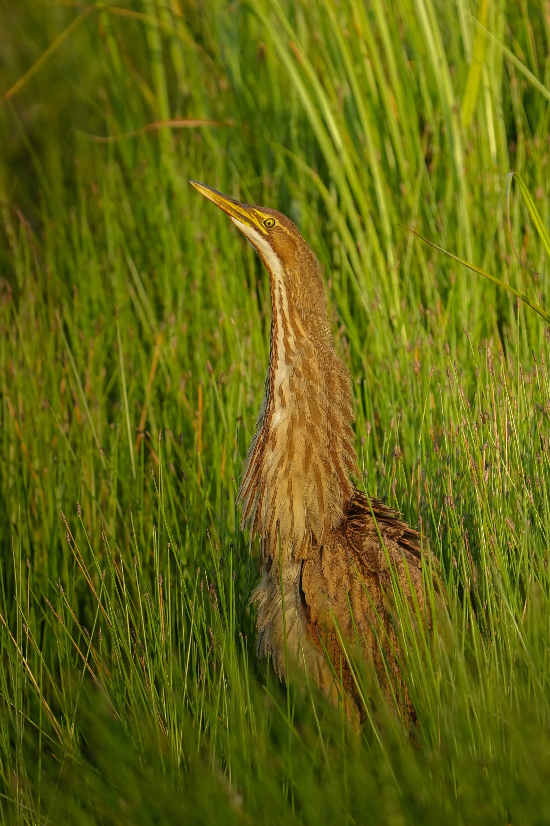 An American Bittern is perched with its neck feathers flared in a reedy wetland