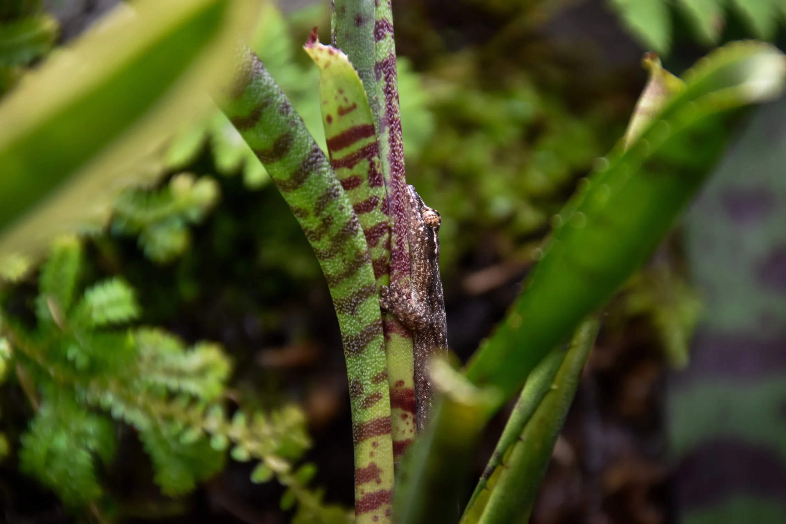 Close-up of a small a mourning gecko inside of a terrarium perched on a bromeliad.