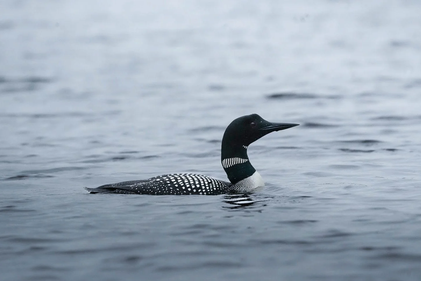 A loon swimming in calm water, showing its black head and neck with white striped markings, and black and white patterned body.