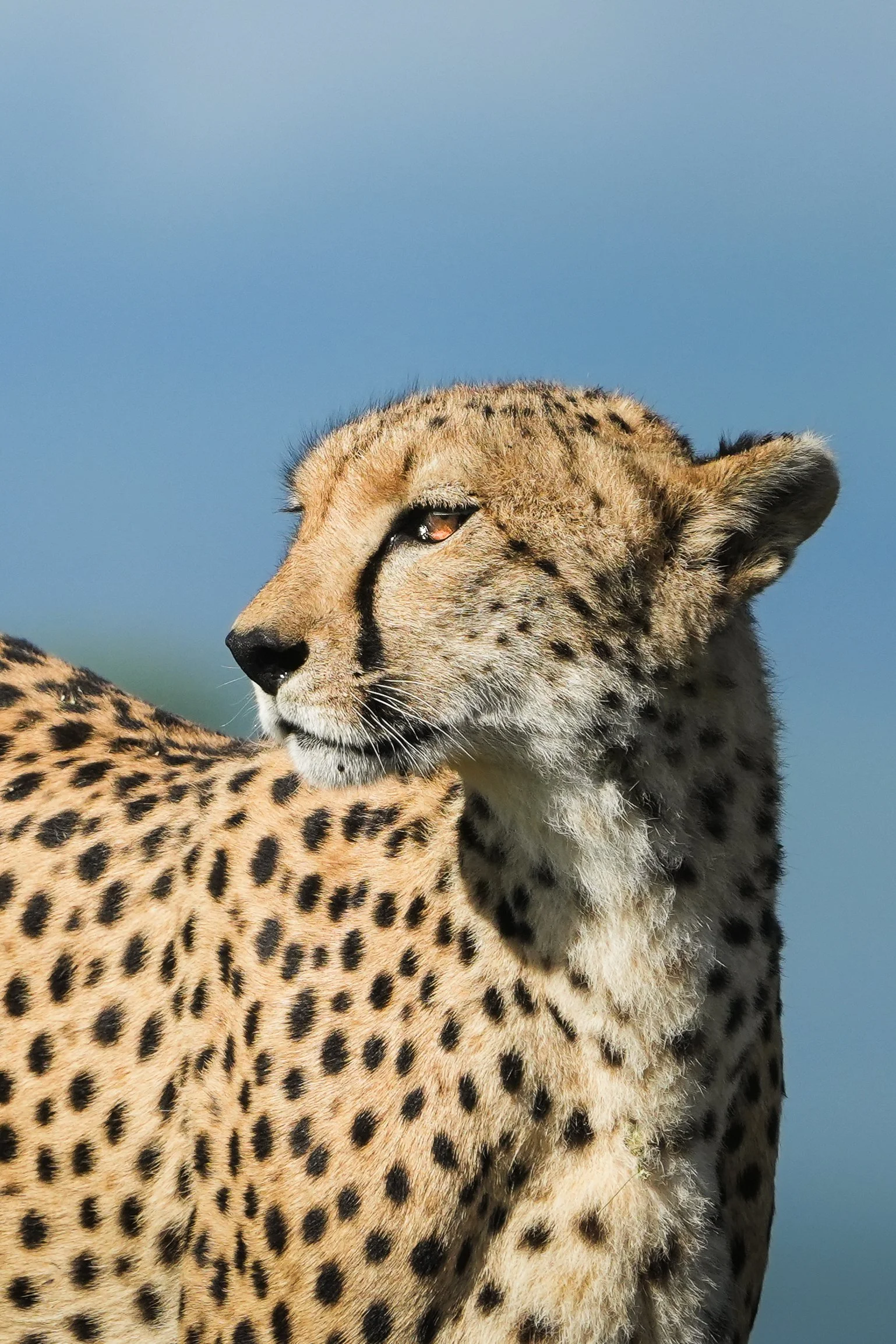 Close-up of a cheetah resting with a blue sky in the background.