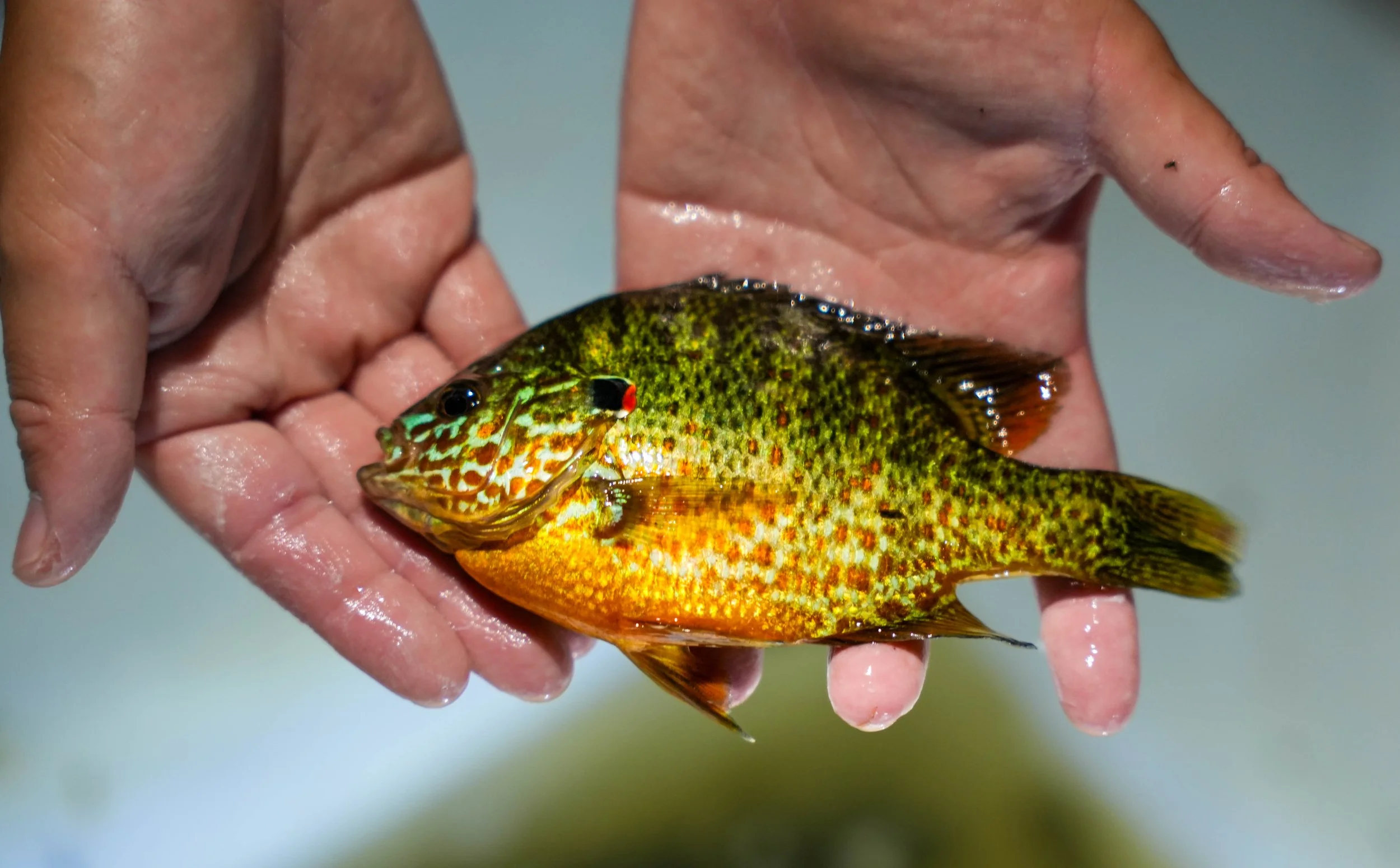 A person holding a colorful fish with a green and yellow mottled pattern and orange fins, with their hands wet.