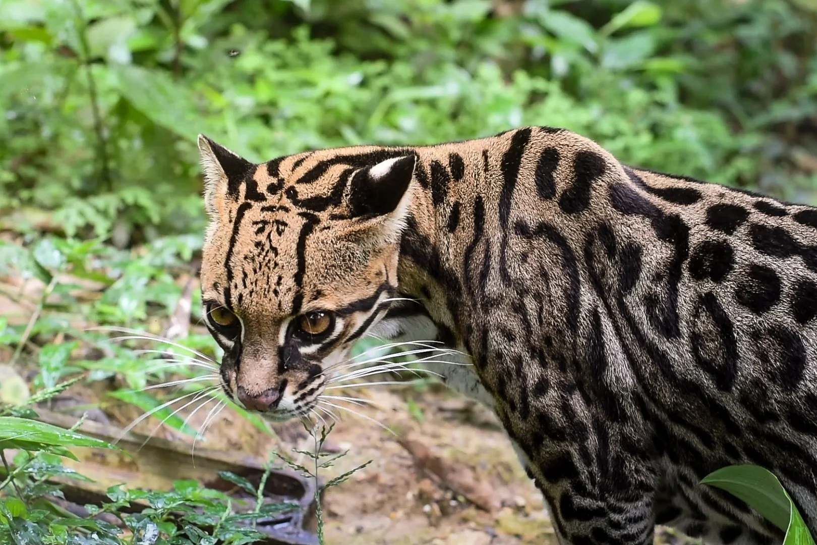 An ocelot walking through a green forest, looking at the ground.