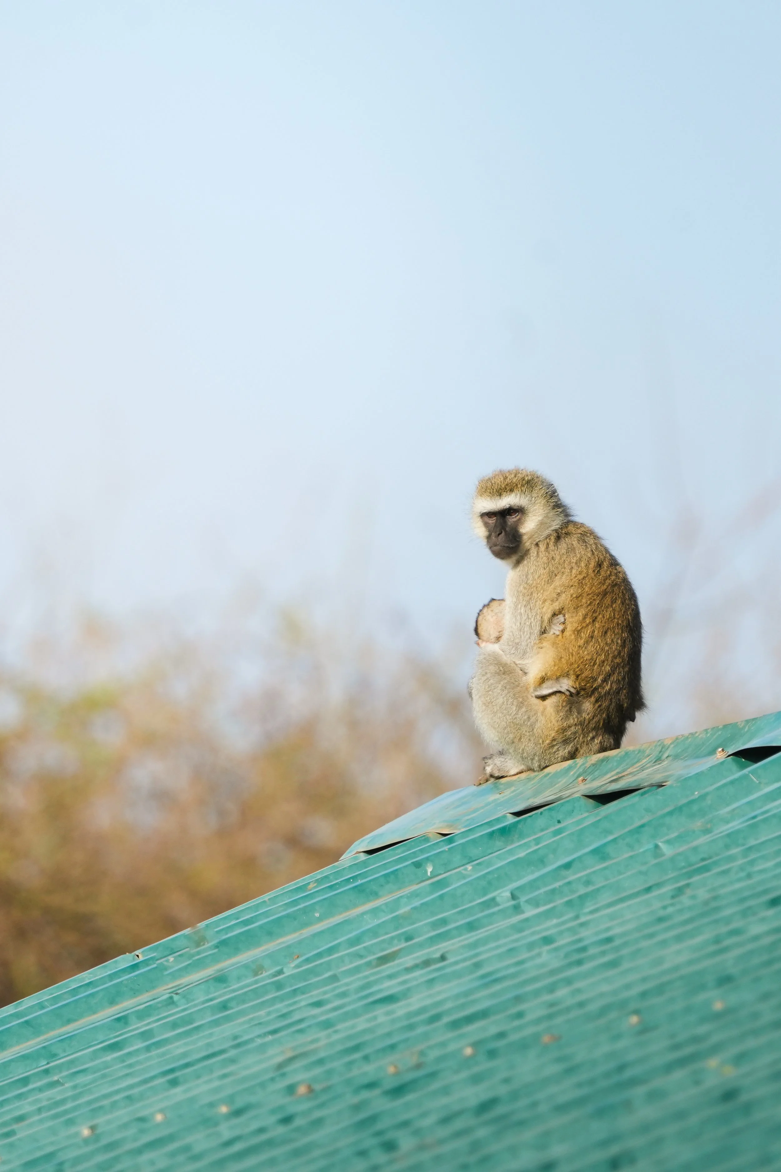 A monkey sitting on a corrugated metal roof with a grassy field and blue sky in the background.