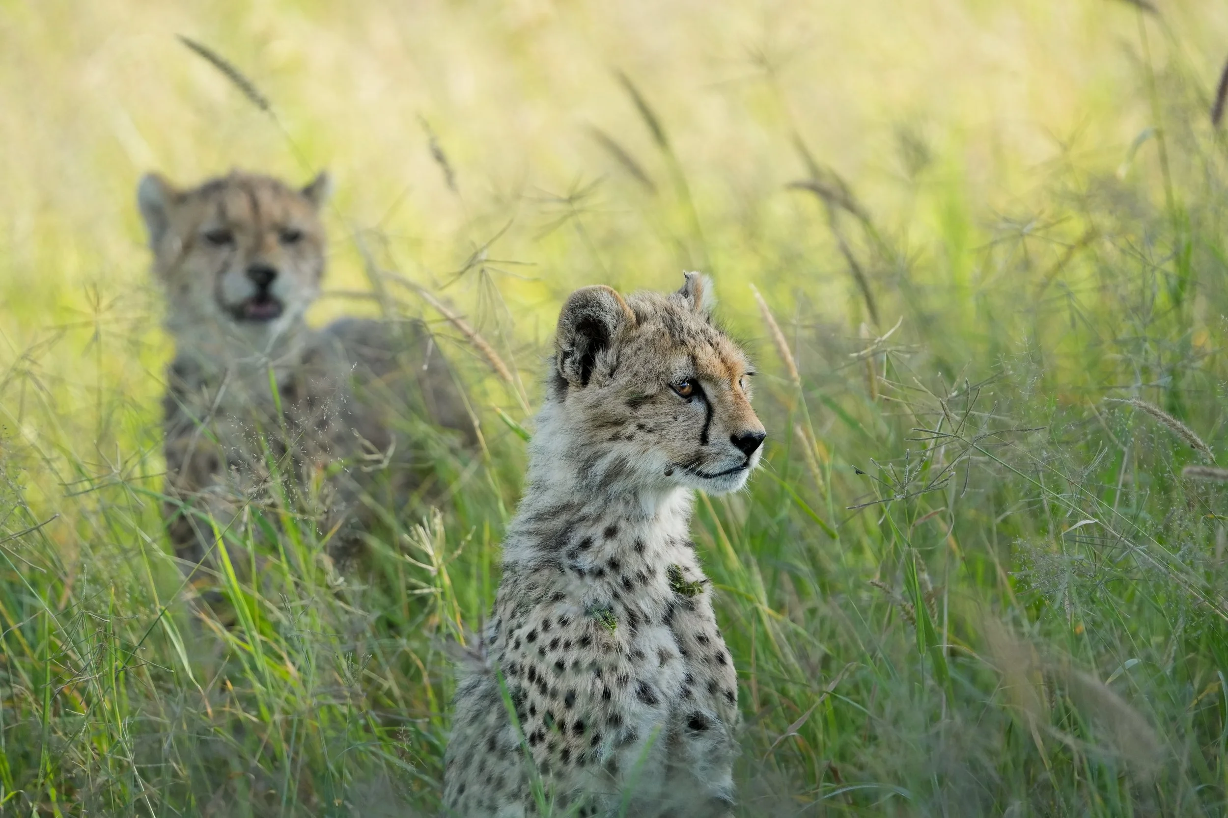 A young cheetah cub sitting among tall green grass with another cheetah cub in the background in a natural habitat.