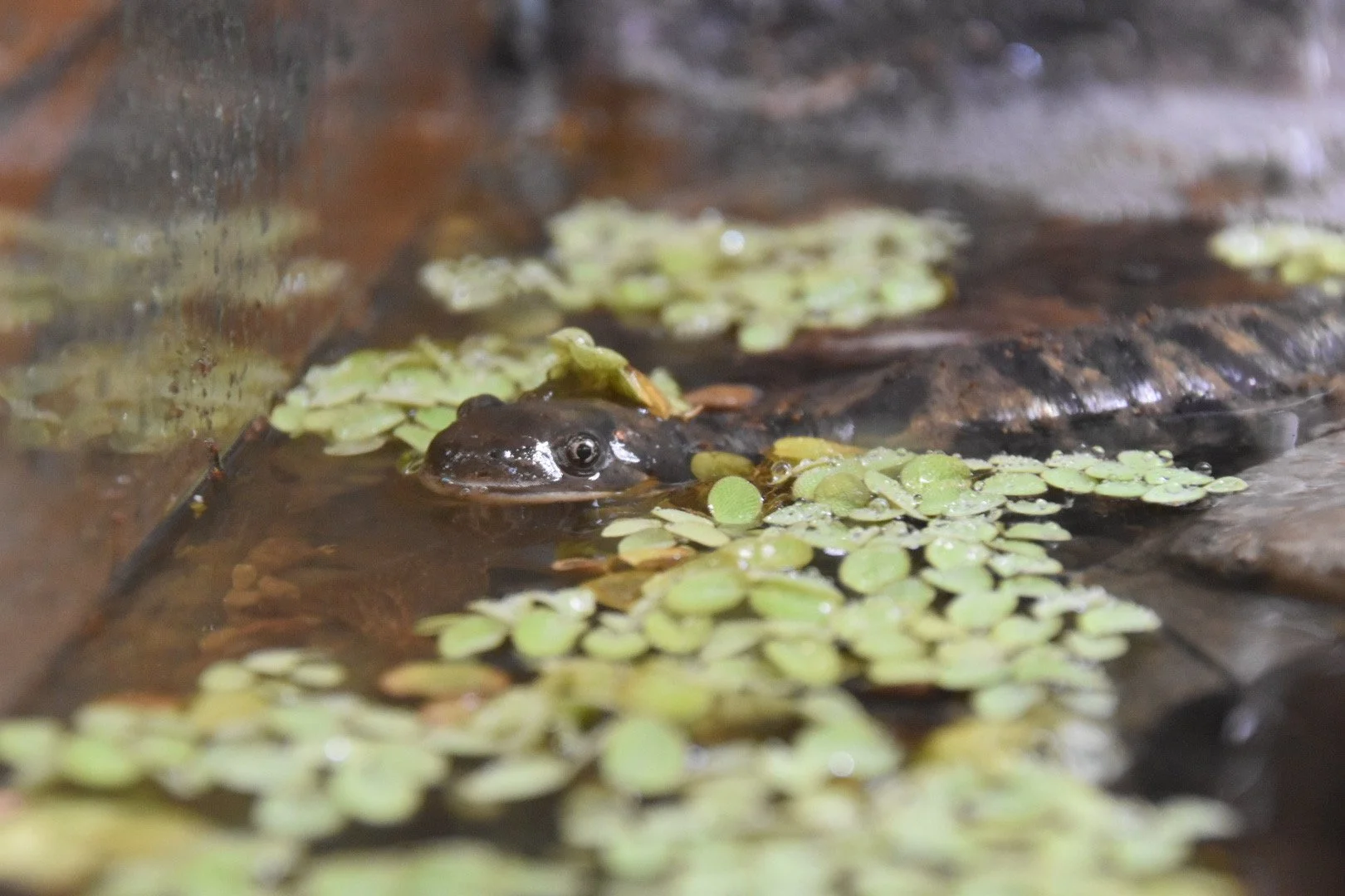 A tiger salamander partially submerged in water among green floating plants in the new terrarium.