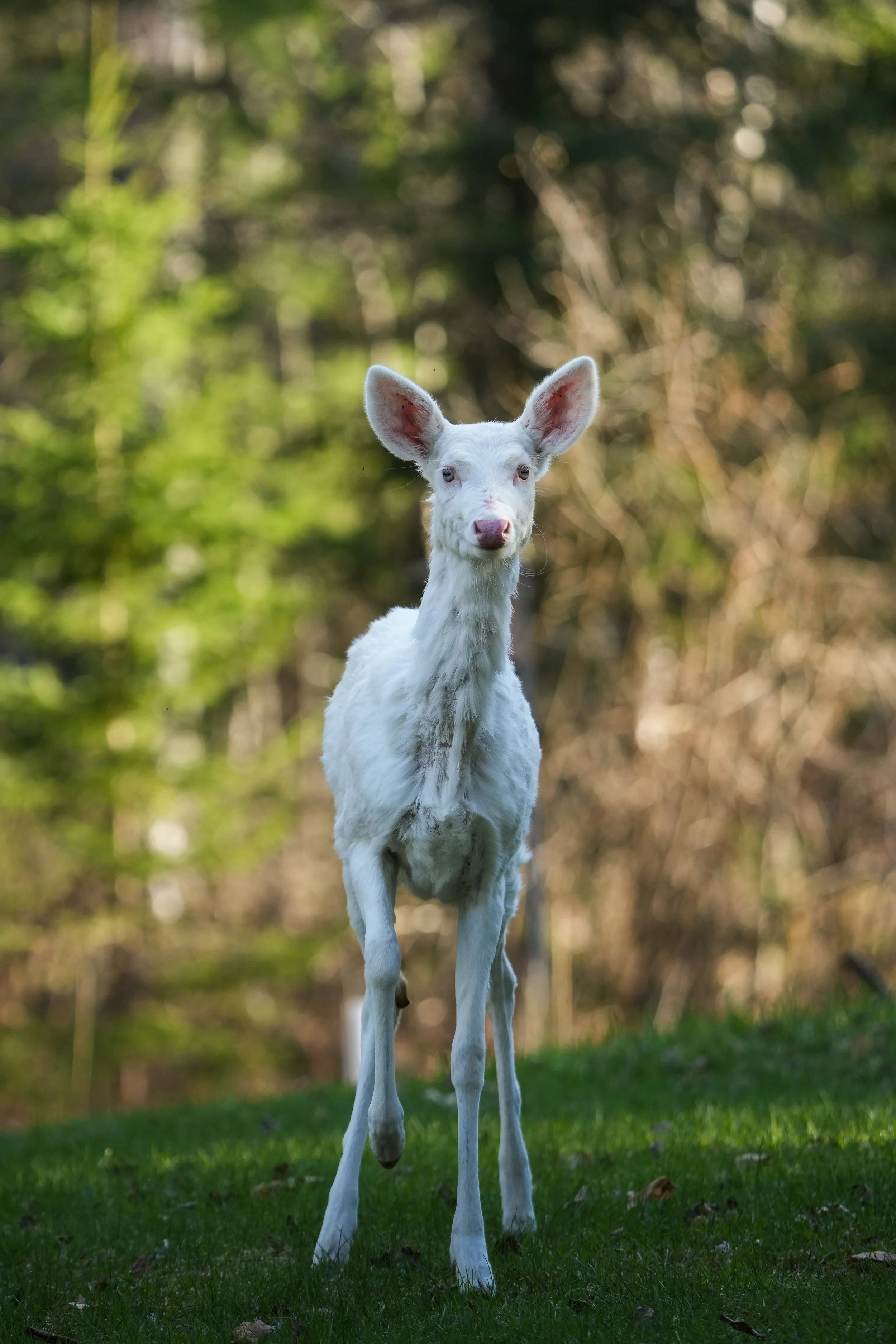 An albino deer with large ears standing on green grass in a forested area.