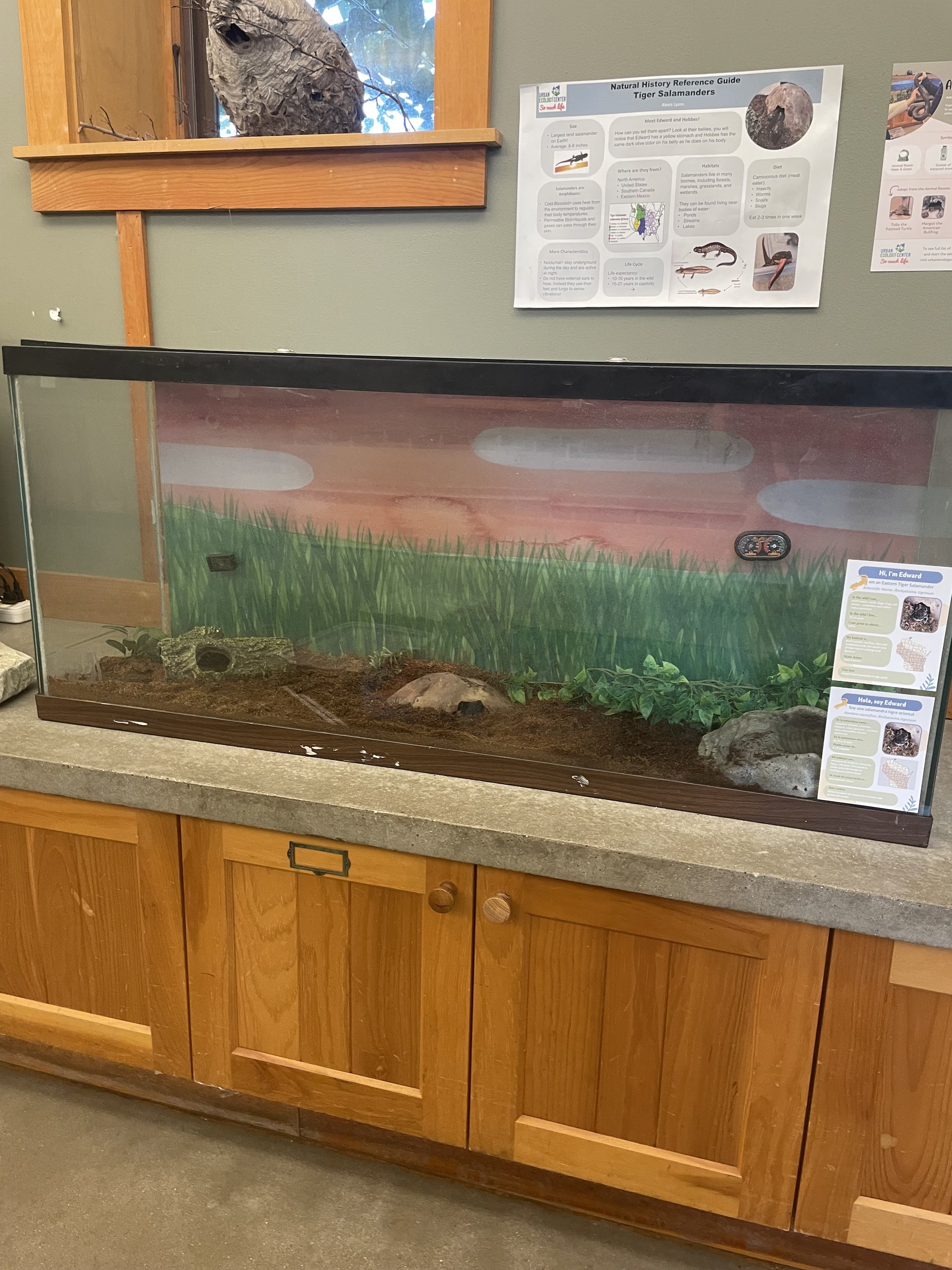 The before image of a reconstruction of a tiger salamander terrarium.  The tank is dimly lit and there is not much to see inside of the enclosure.