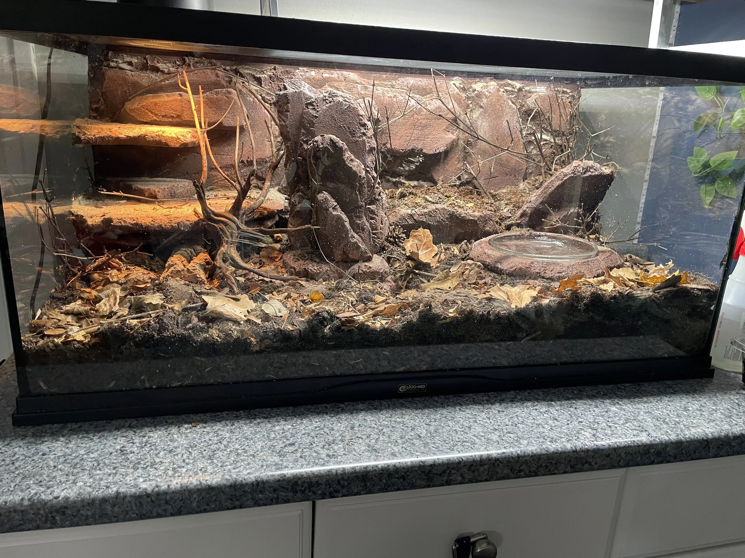 A naturalistic terrarium with a custom foam background, leaf litter, deep substrate, and good lighting.