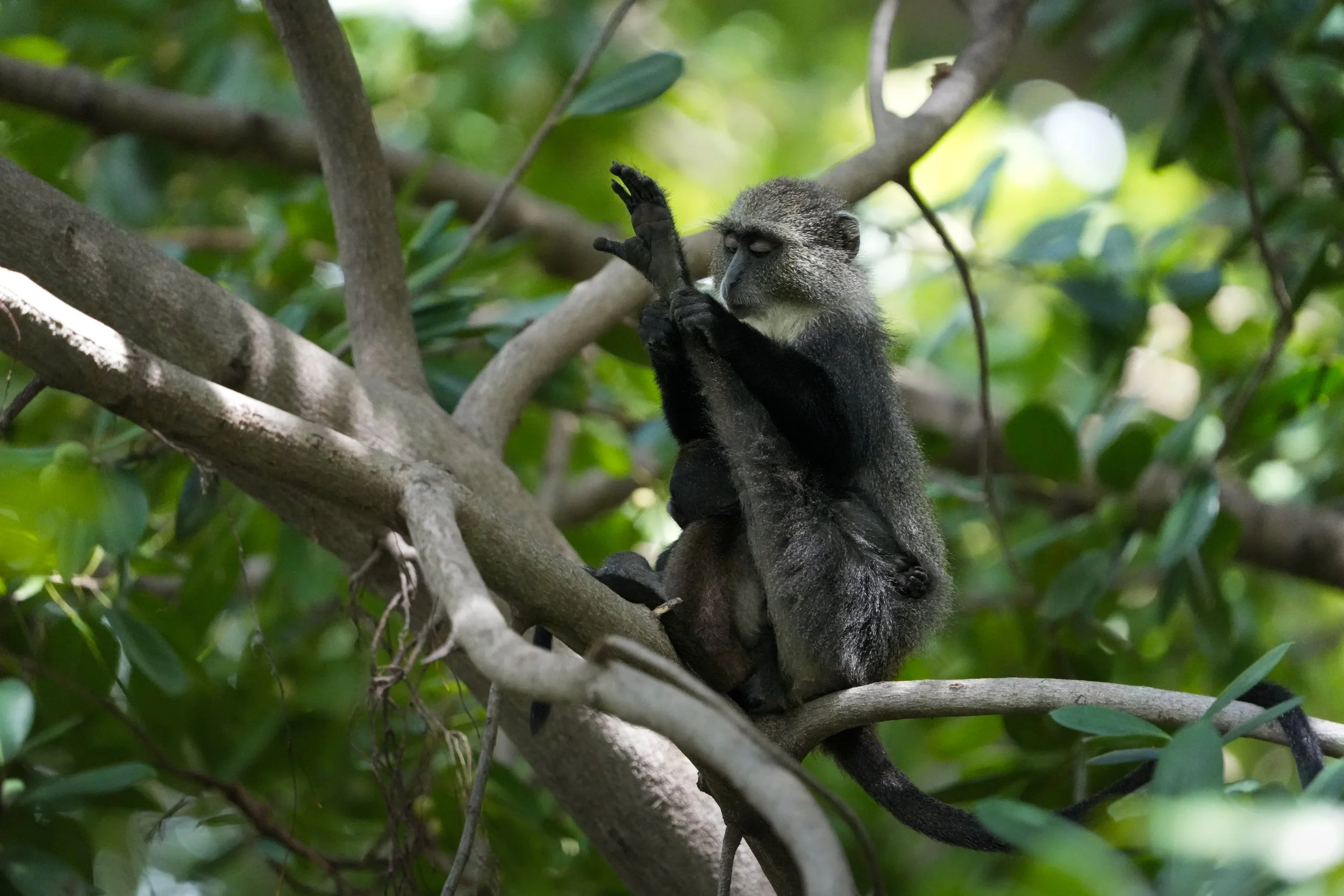 A monkey perched in a tree with its leg completely outstretched so its foot is by its head, it is grooming its foot.