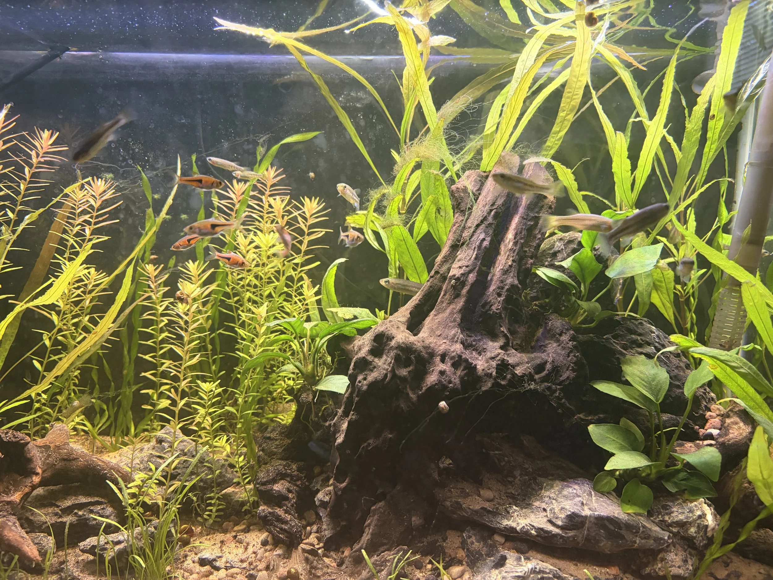 Underwater scene of a freshwater aquarium with green aquatic plants and small fish swimming among rocks and driftwood.