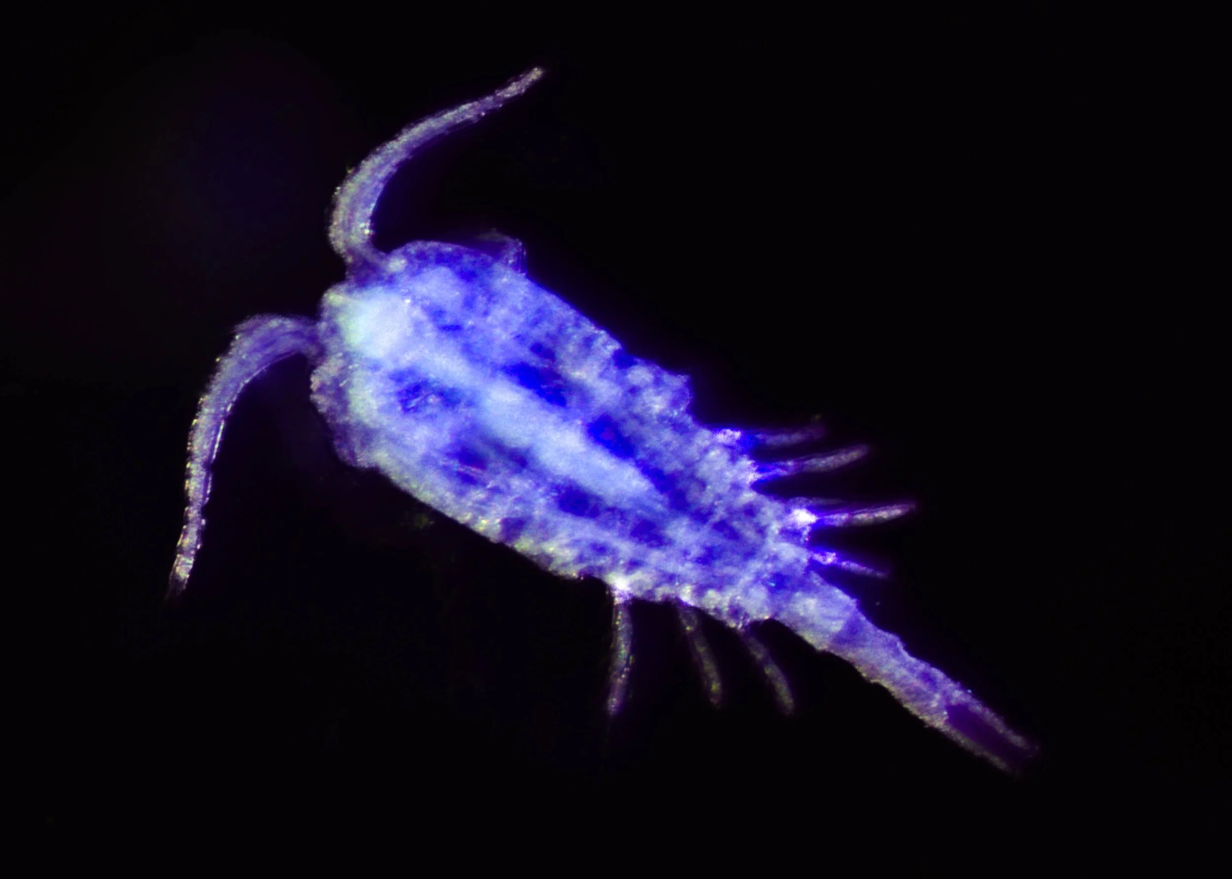 A copepod under a microscope
