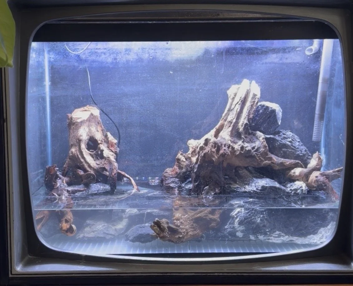 An aquarium in the process of being scaped with large pieces of driftwood and rocks inside.