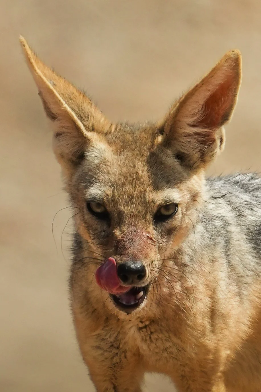 A jackal with a dirty face licking its lips