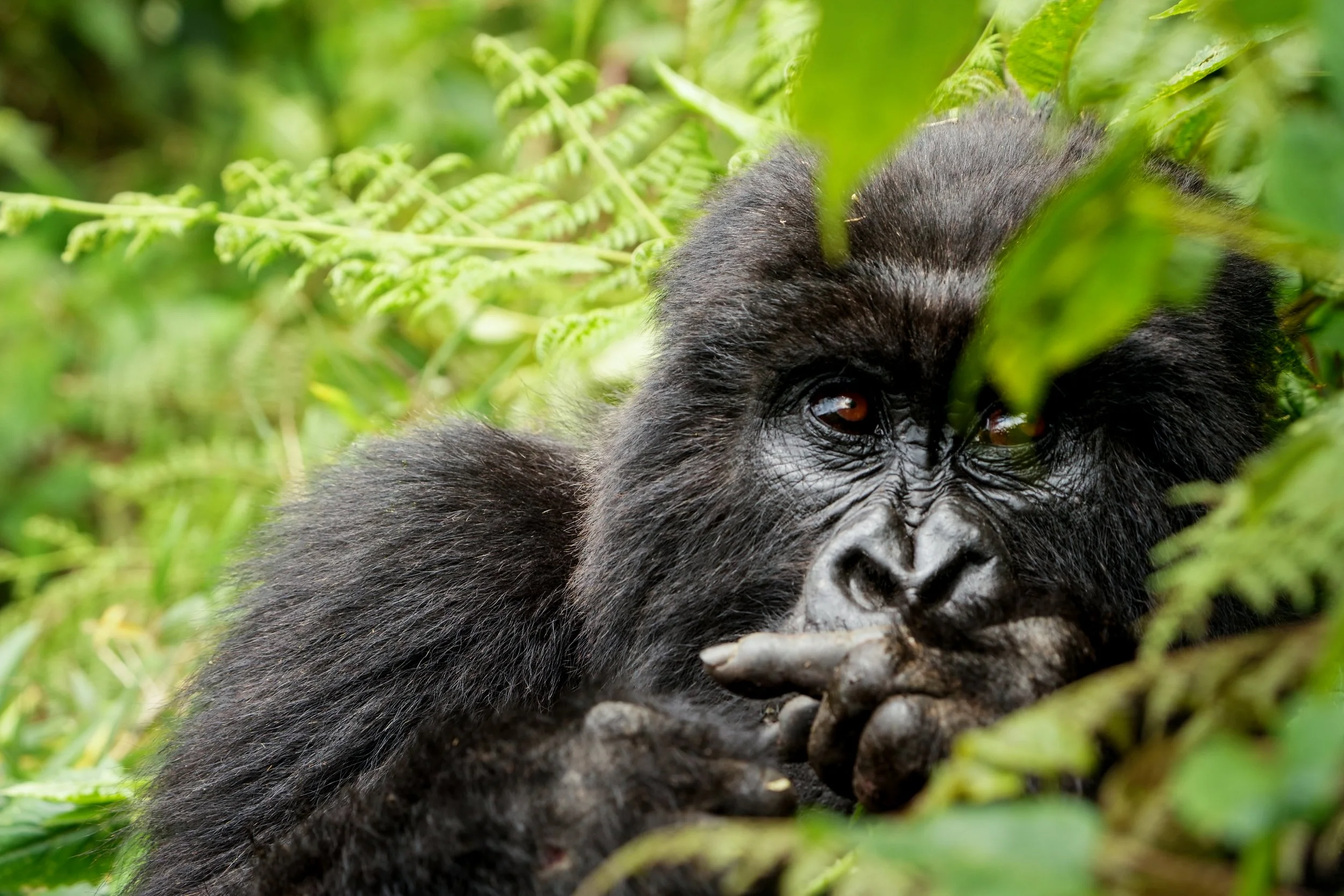 A gorilla snacking on leaves, staring at the camera through branches.