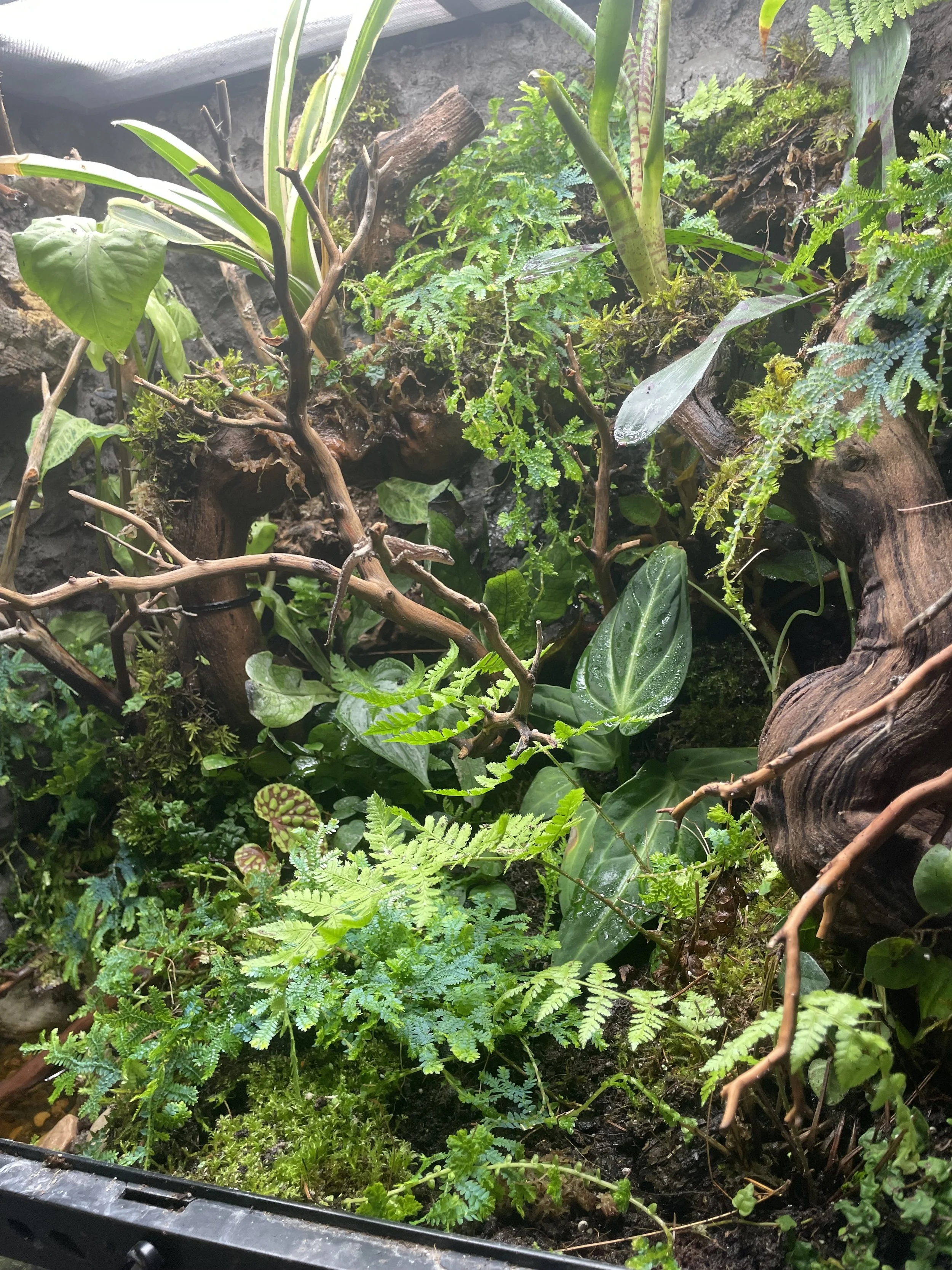Close-up view of a lush green terrarium with various small plants, ferns, and mosses, surrounded by dark soil and pieces of wood.