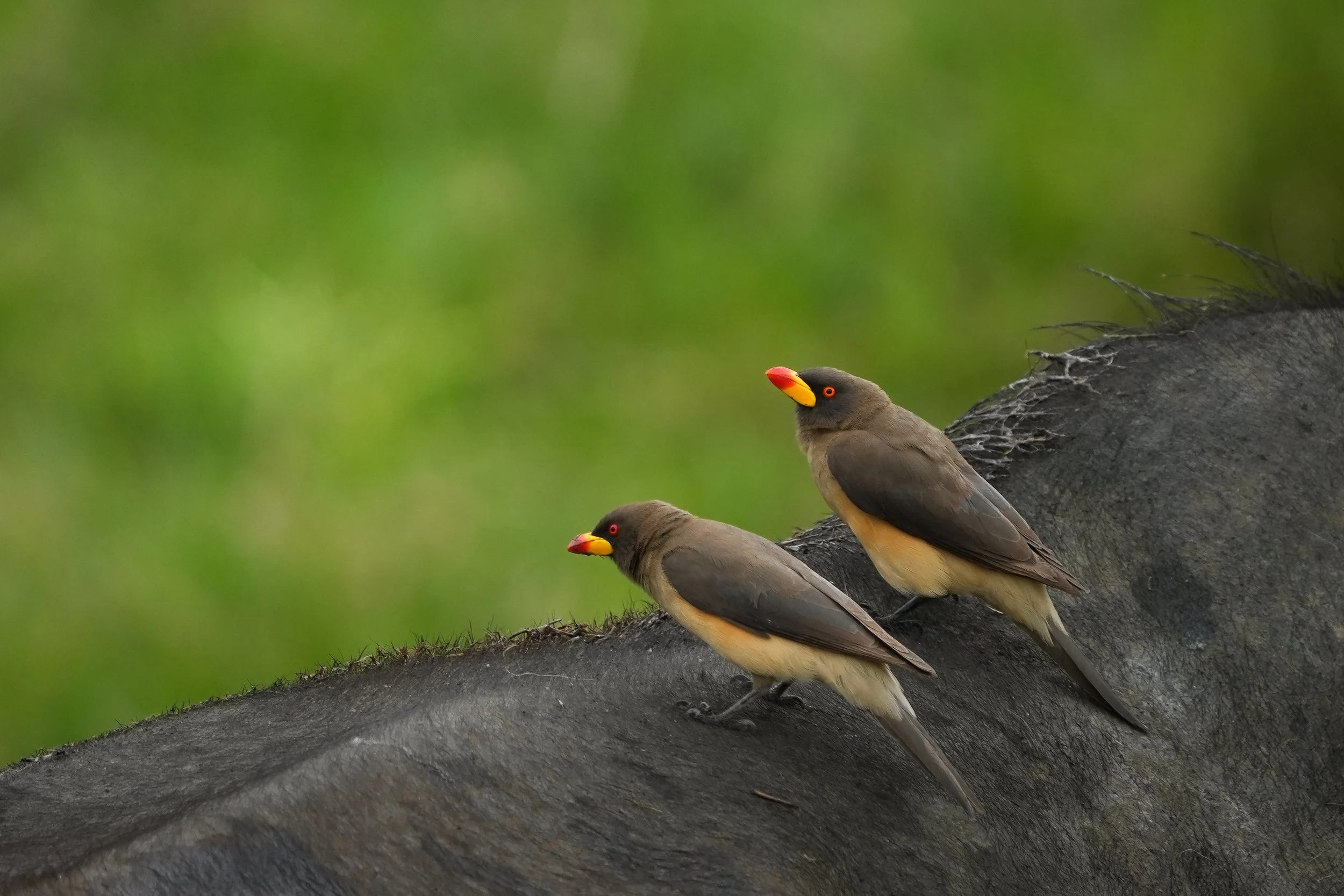 Two oxpeckers with brightly colored beaks are perched on the back of a buffalo.