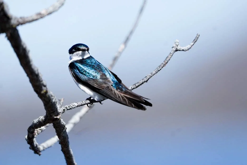 A tree swallow with blue, black, and white feathers perched on a lichen-covered tree branch.