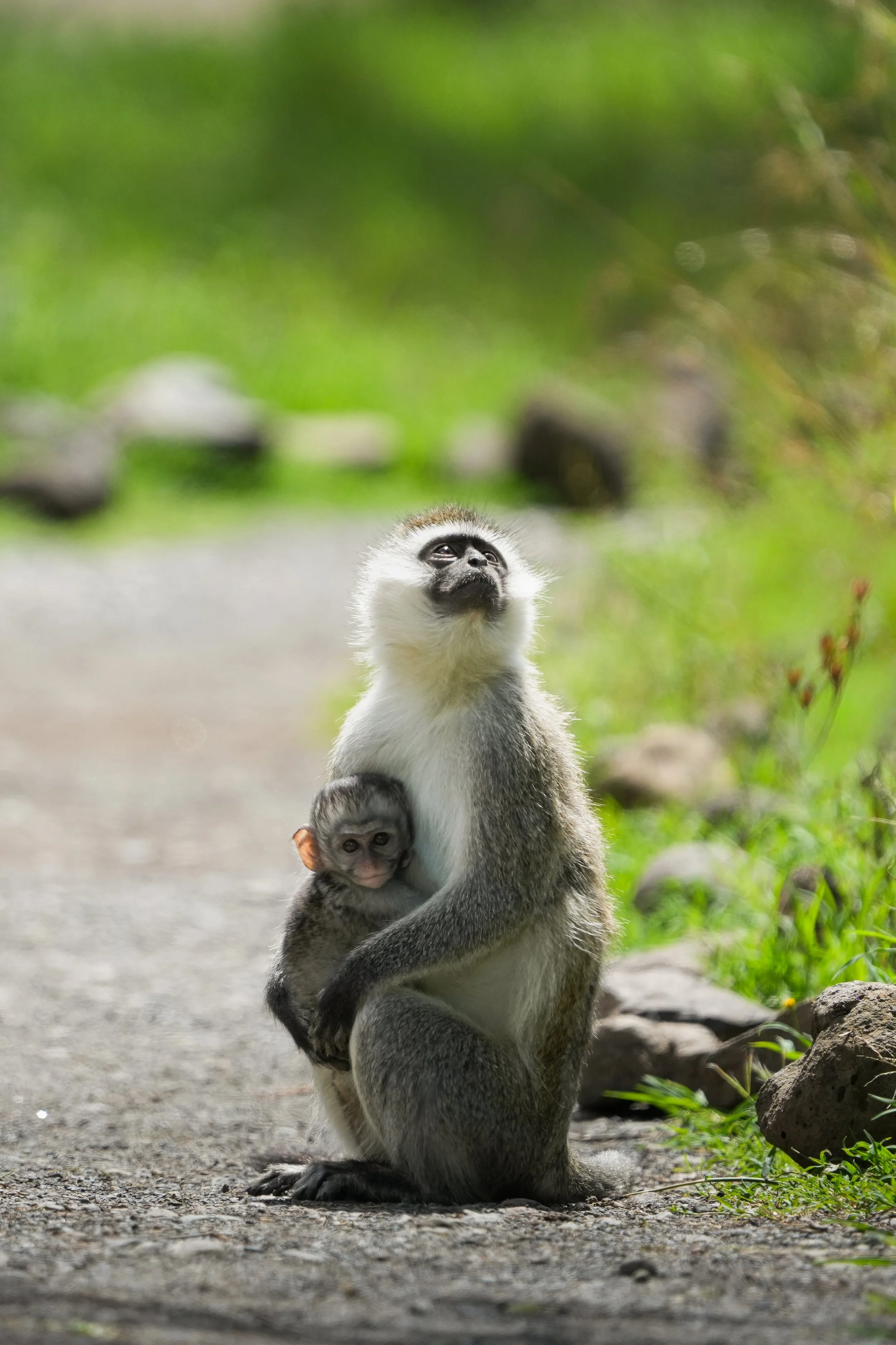 A monkey with gray and white fur sitting on the ground, holding a baby monkey. The background is green with blurred foliage.