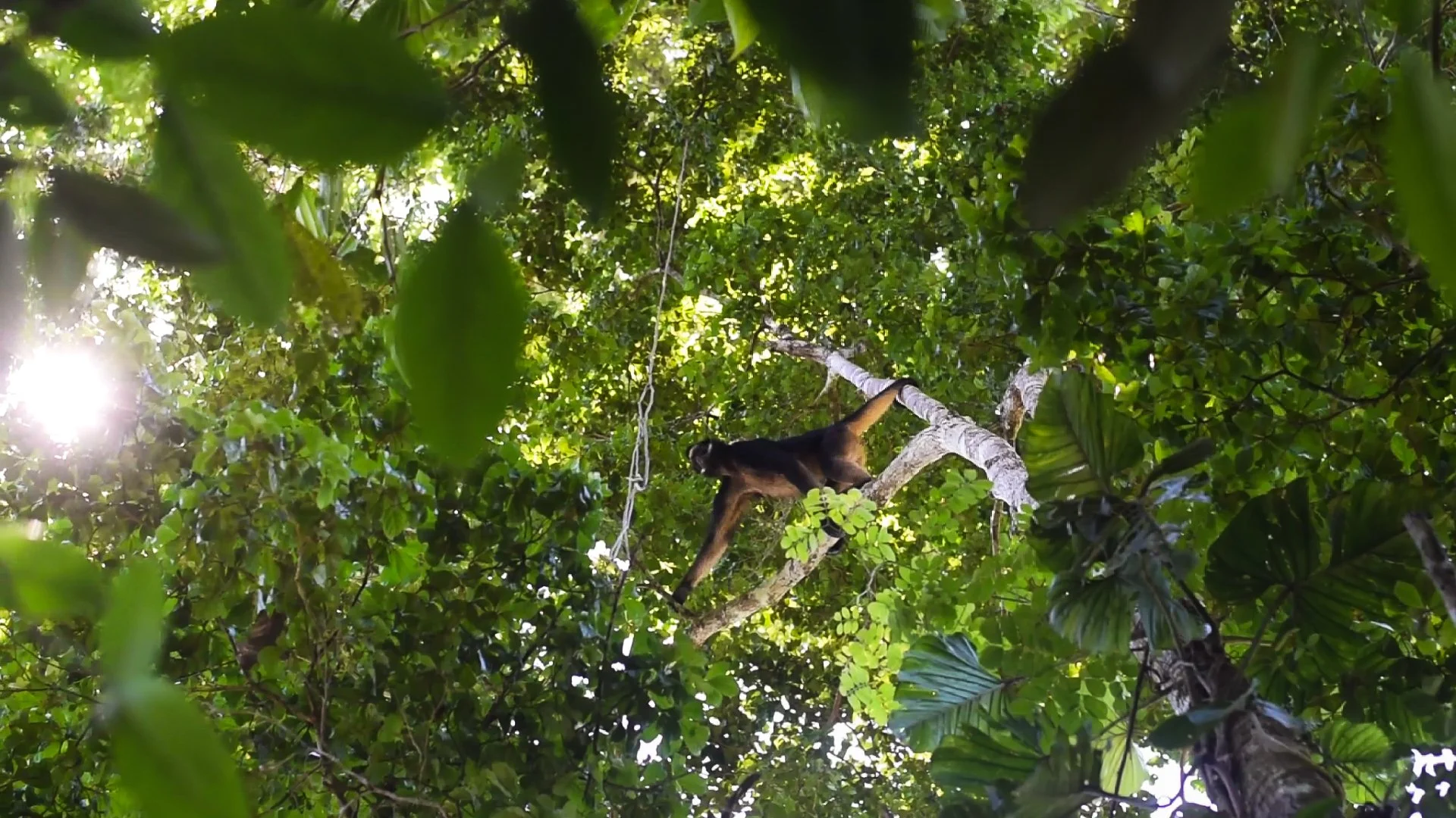 A spider monkey climbing a tree in a lush green forest with sunlight filtering through the leaves.