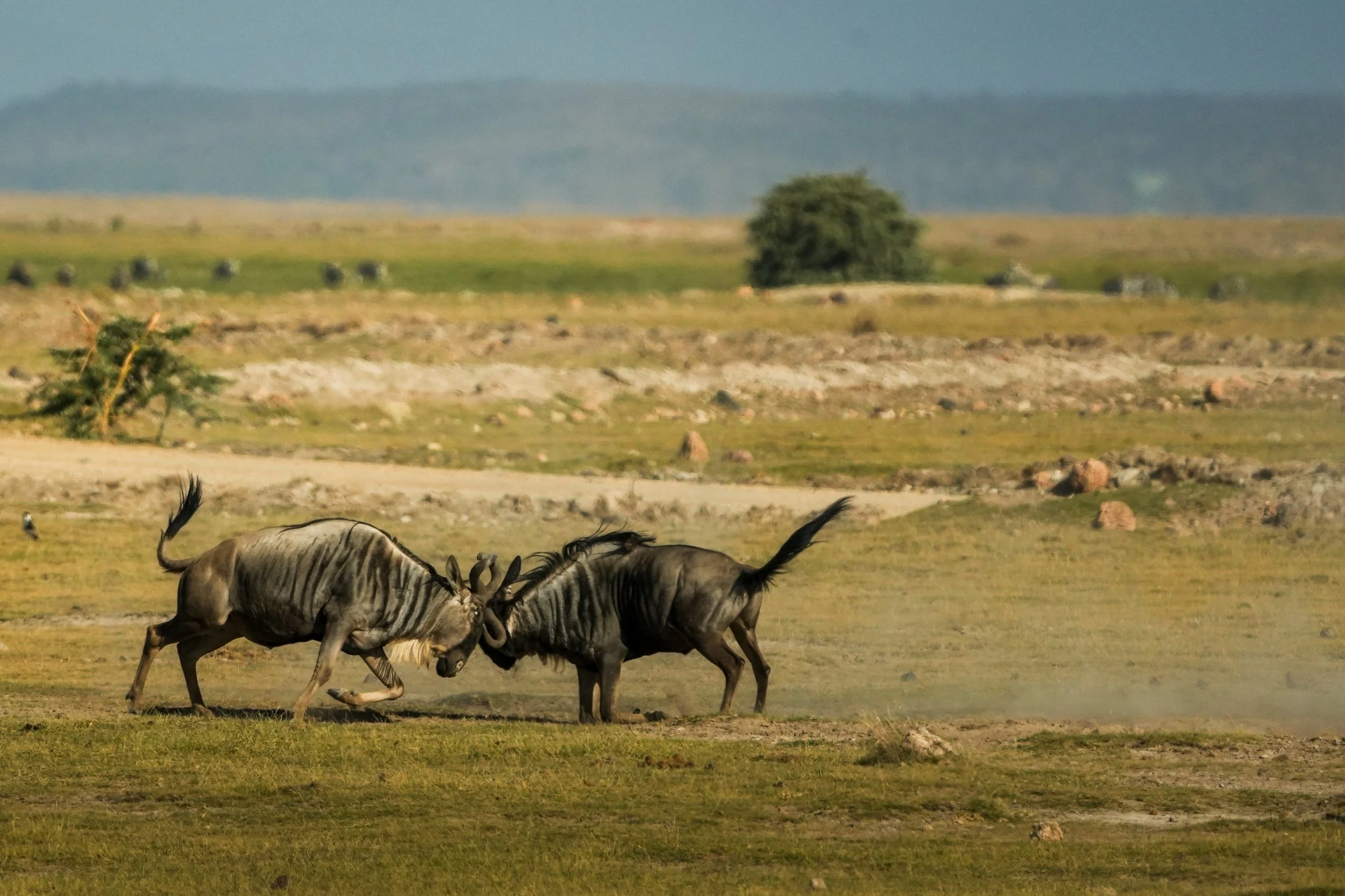Two wildebeests butting heads in a grassy plain in an open savannah, with rocky terrain and a solitary tree in the distance.